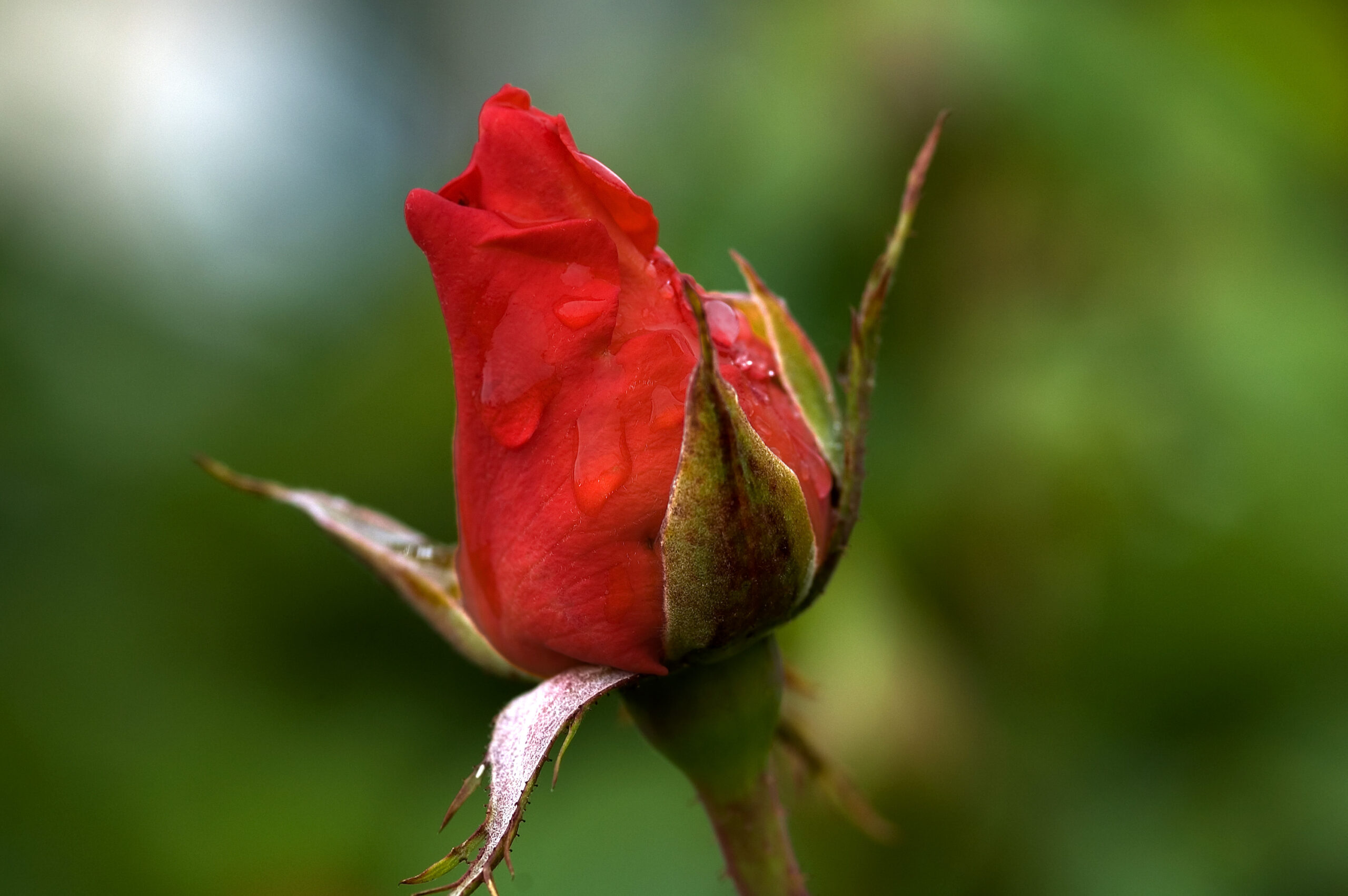 A Red Rose
