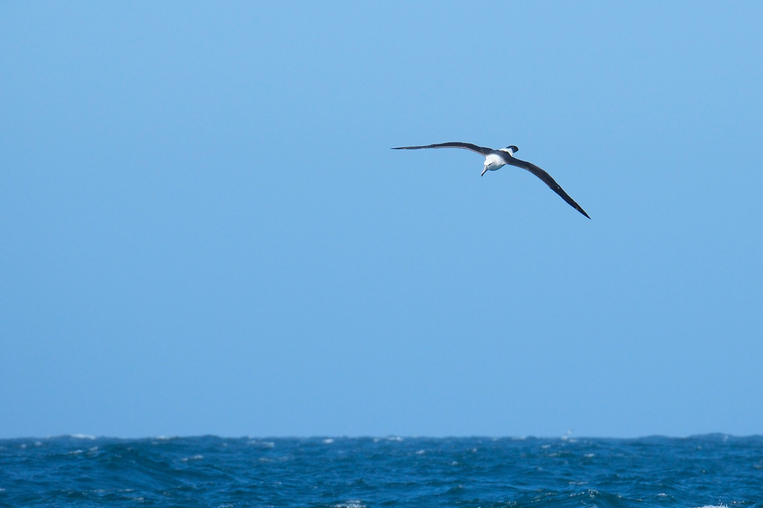 Albatross (mollymawk) flying above the sea
