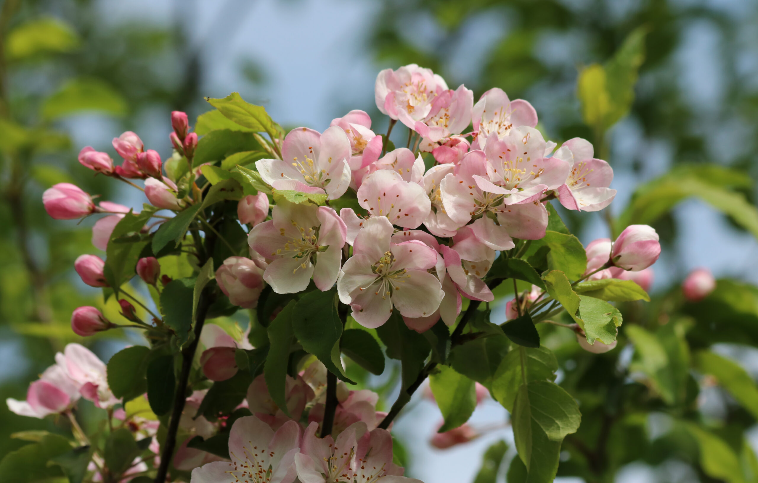 Apple-tree blossoms 2017 G2