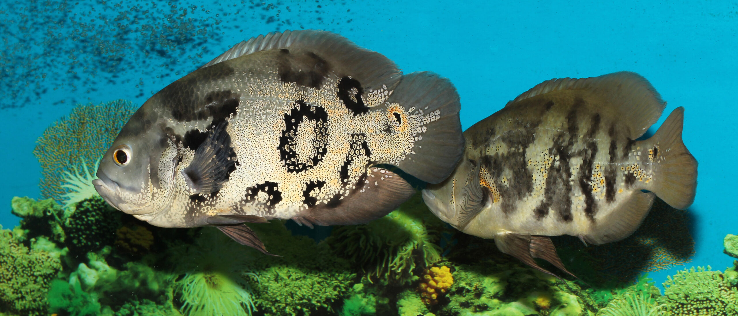 Astronotus ocellatus 2015 G2