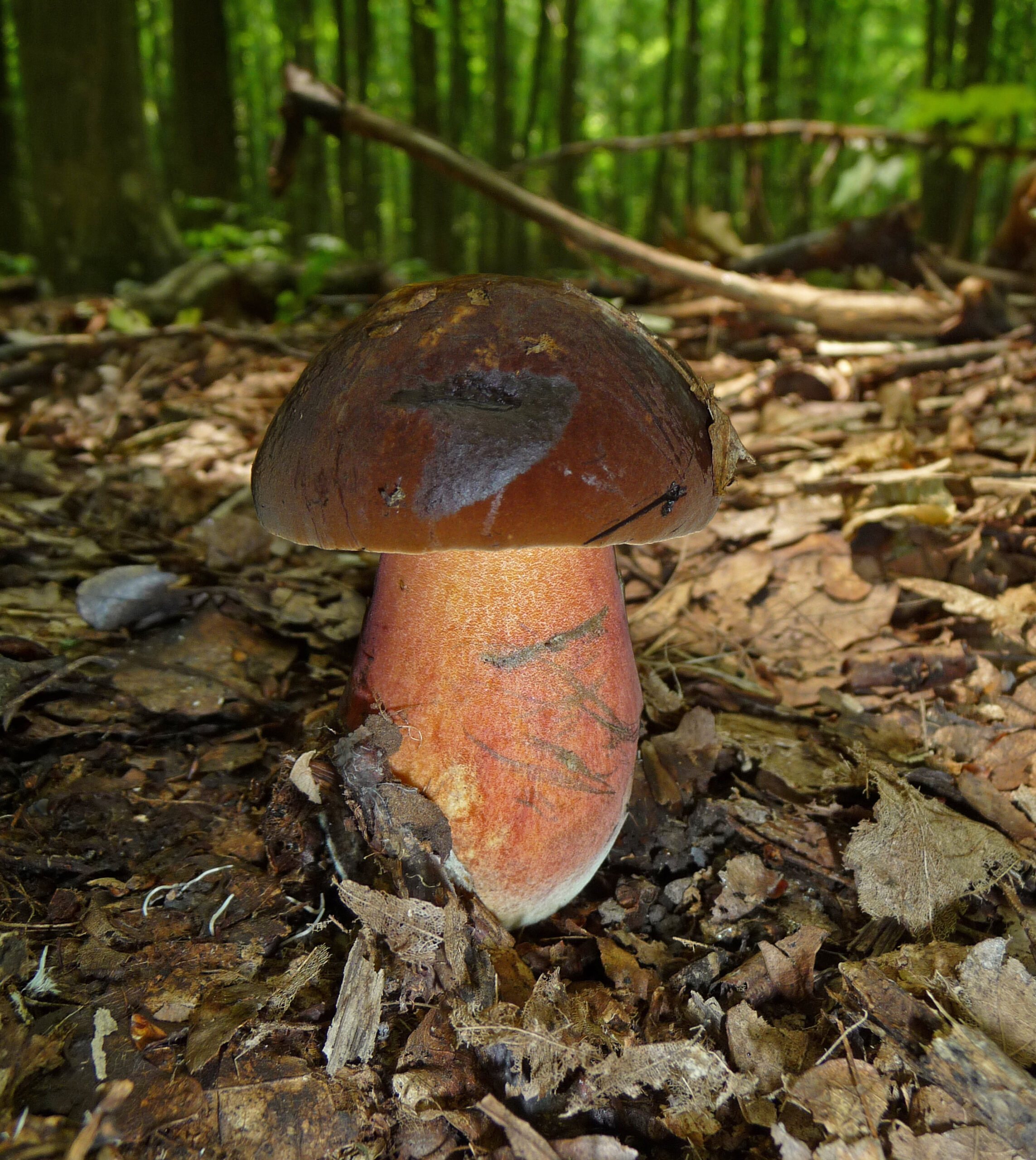 Boletus erythropus 2010 G3