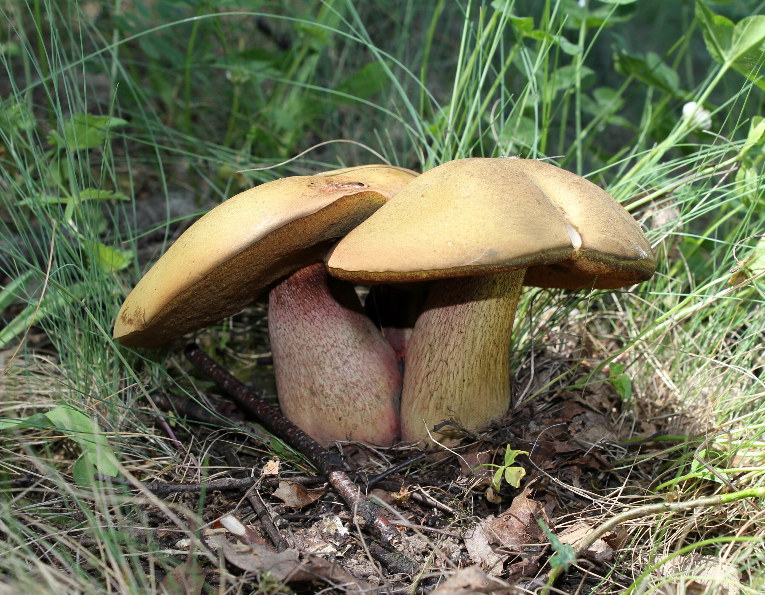 Boletus luridus 2011 G1