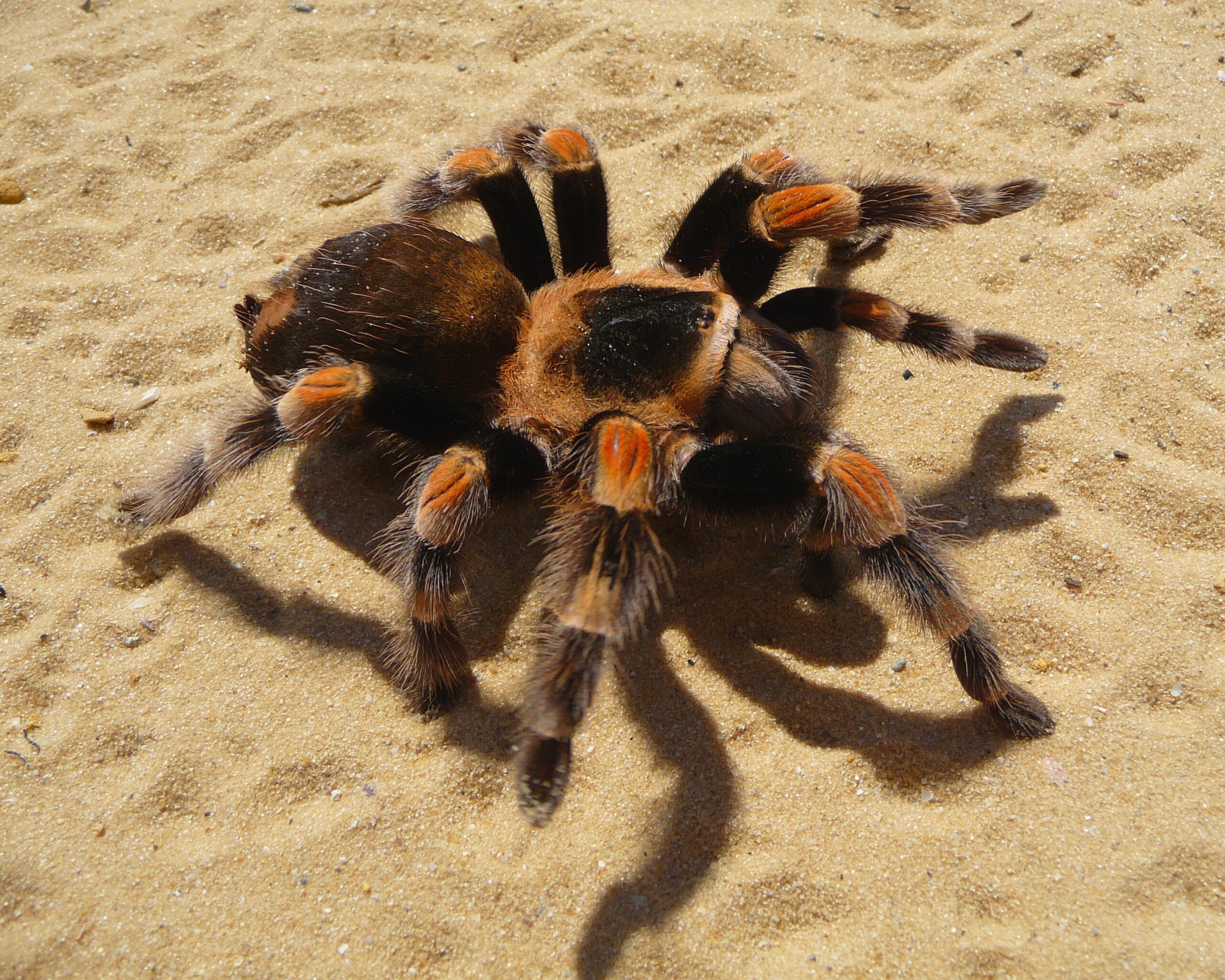 Brachypelma smithi run 2009 G2