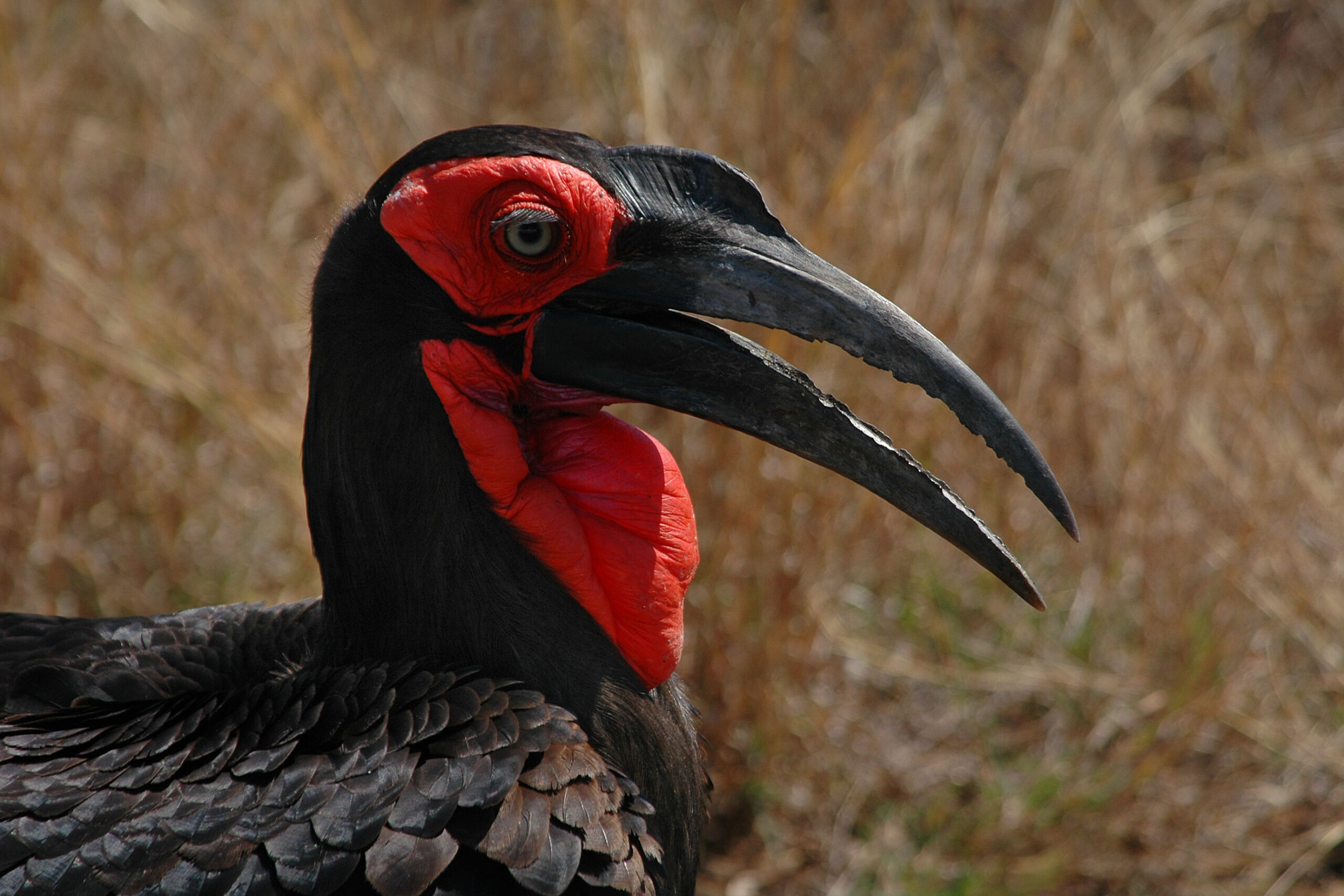 Bucorvus leadbeateri -Kruger National Park-1