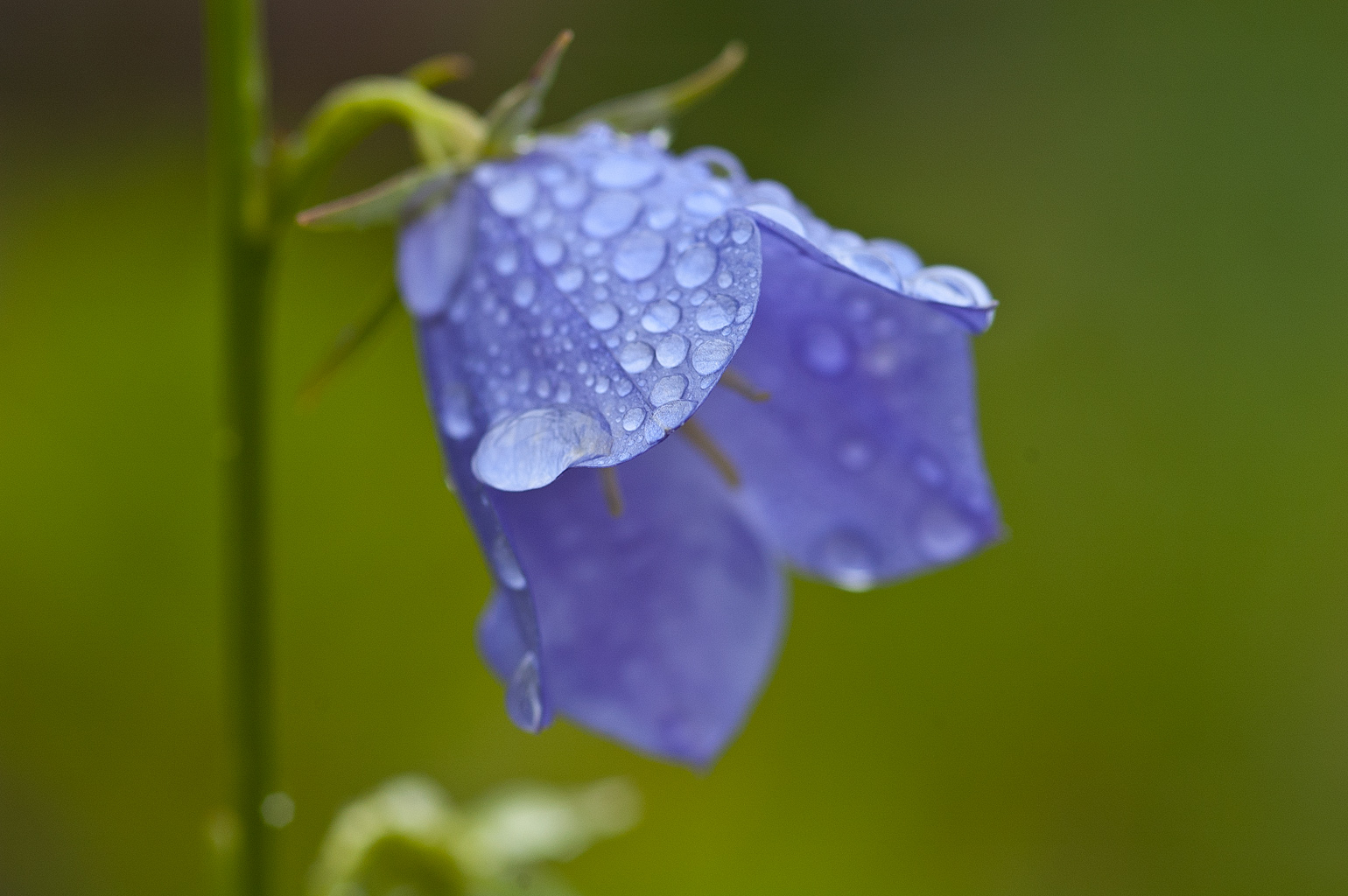 Campanula with waterdrops 2
