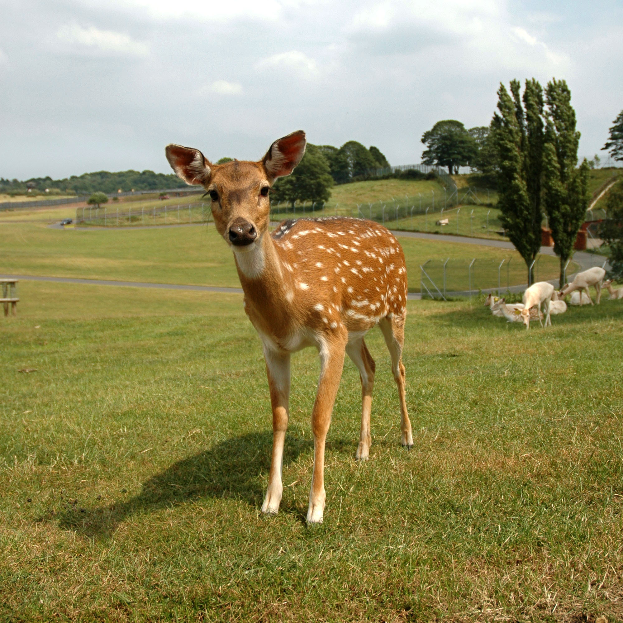 Chital doe
