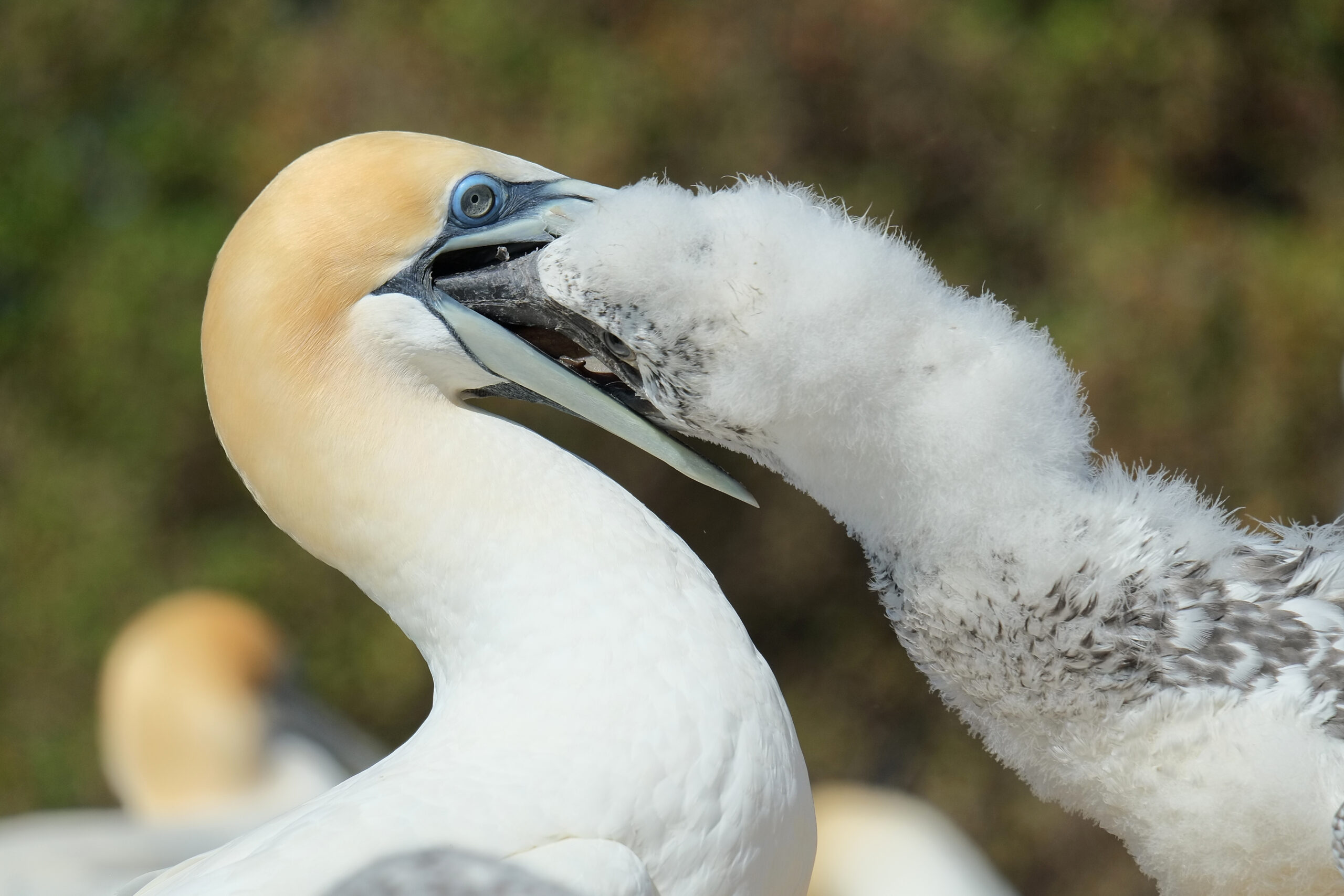 Close-up of gannet feeding chick