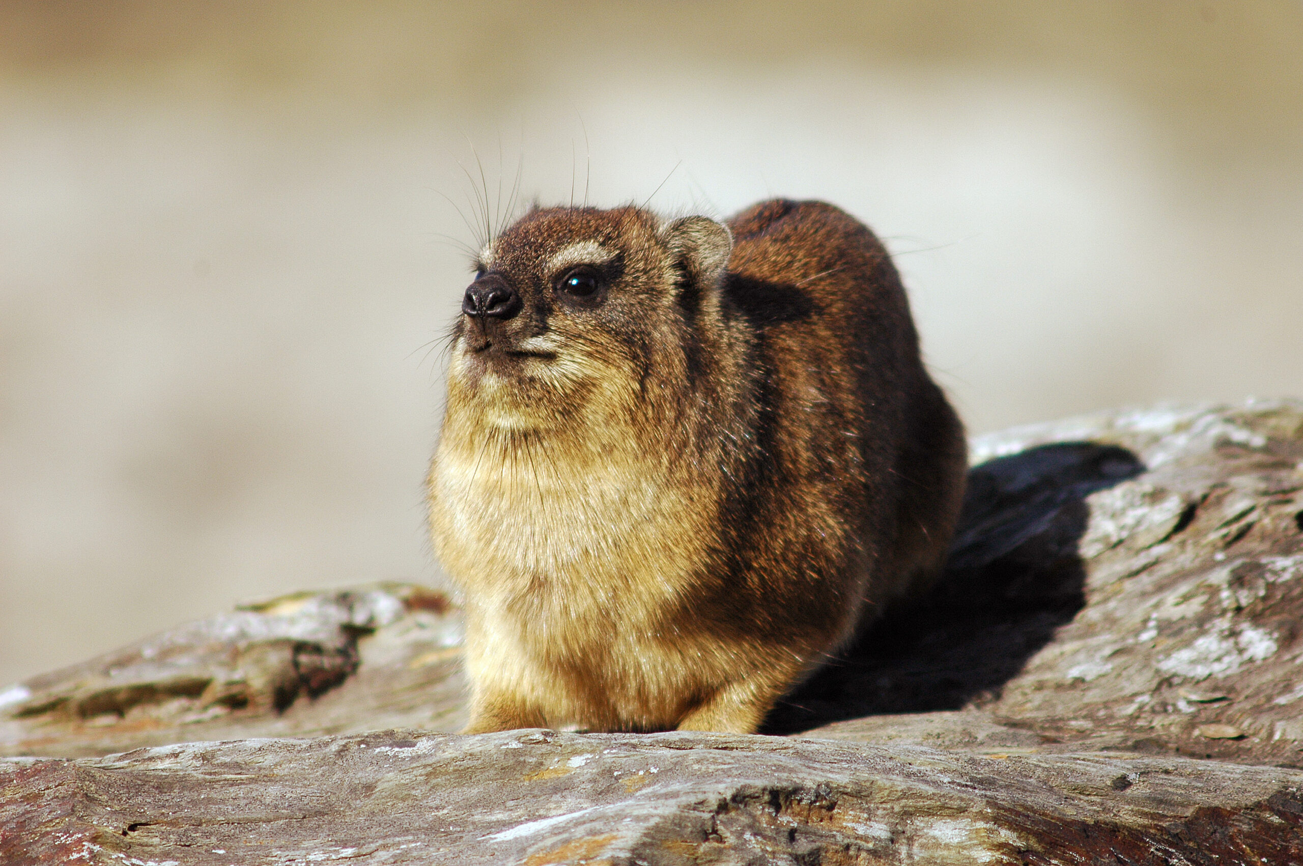 Dassie 003