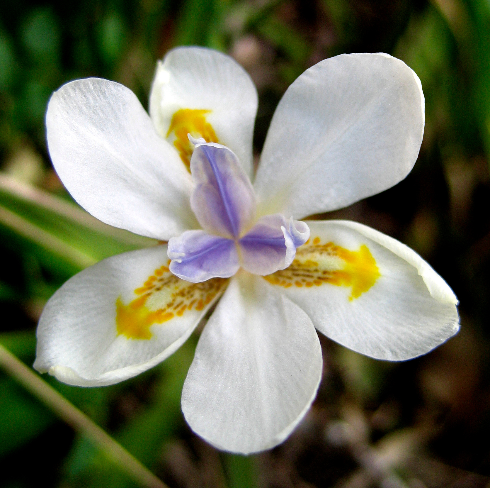 Dietes iridioides 001