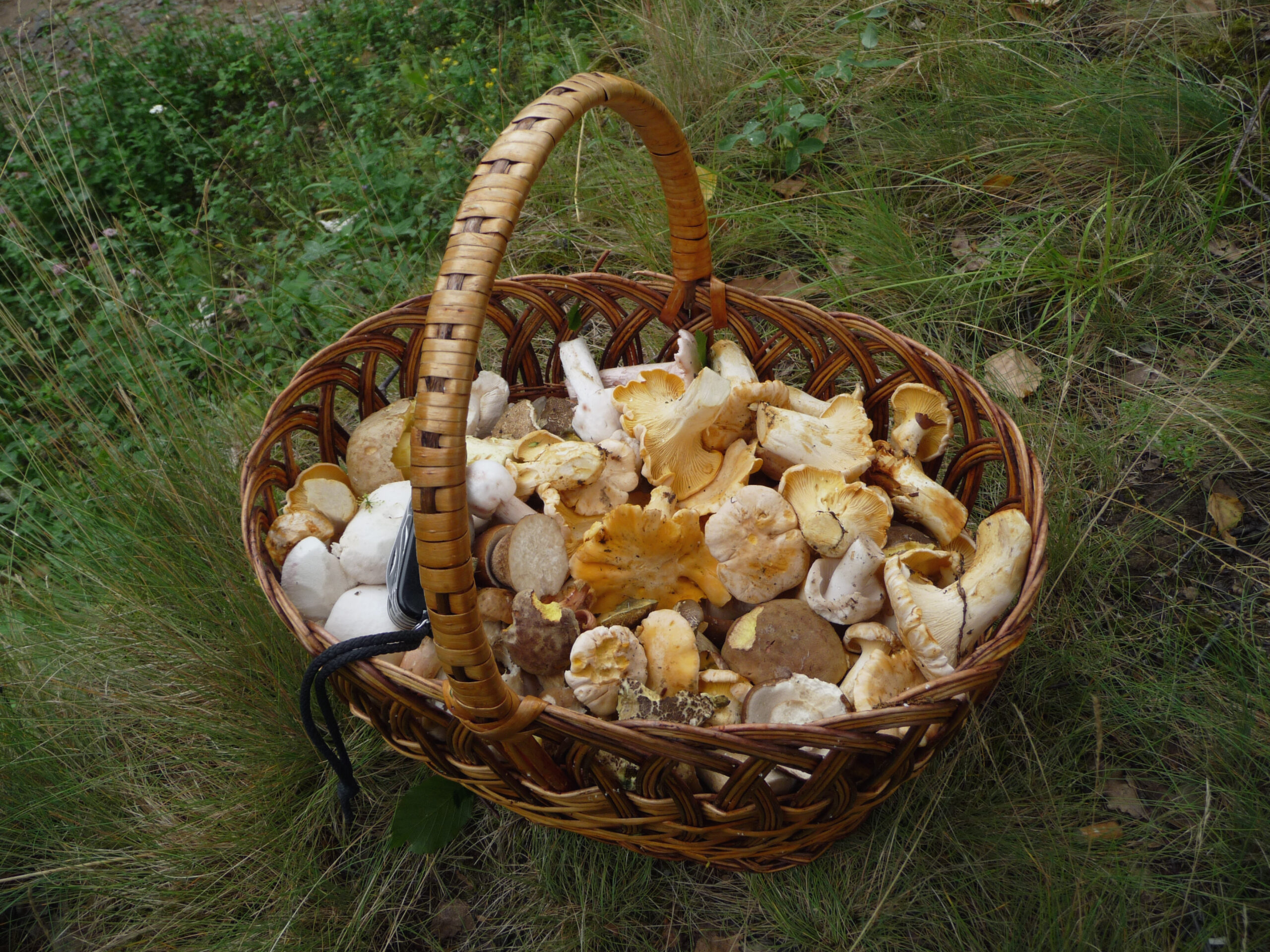Edible fungi in basket 2009 G1