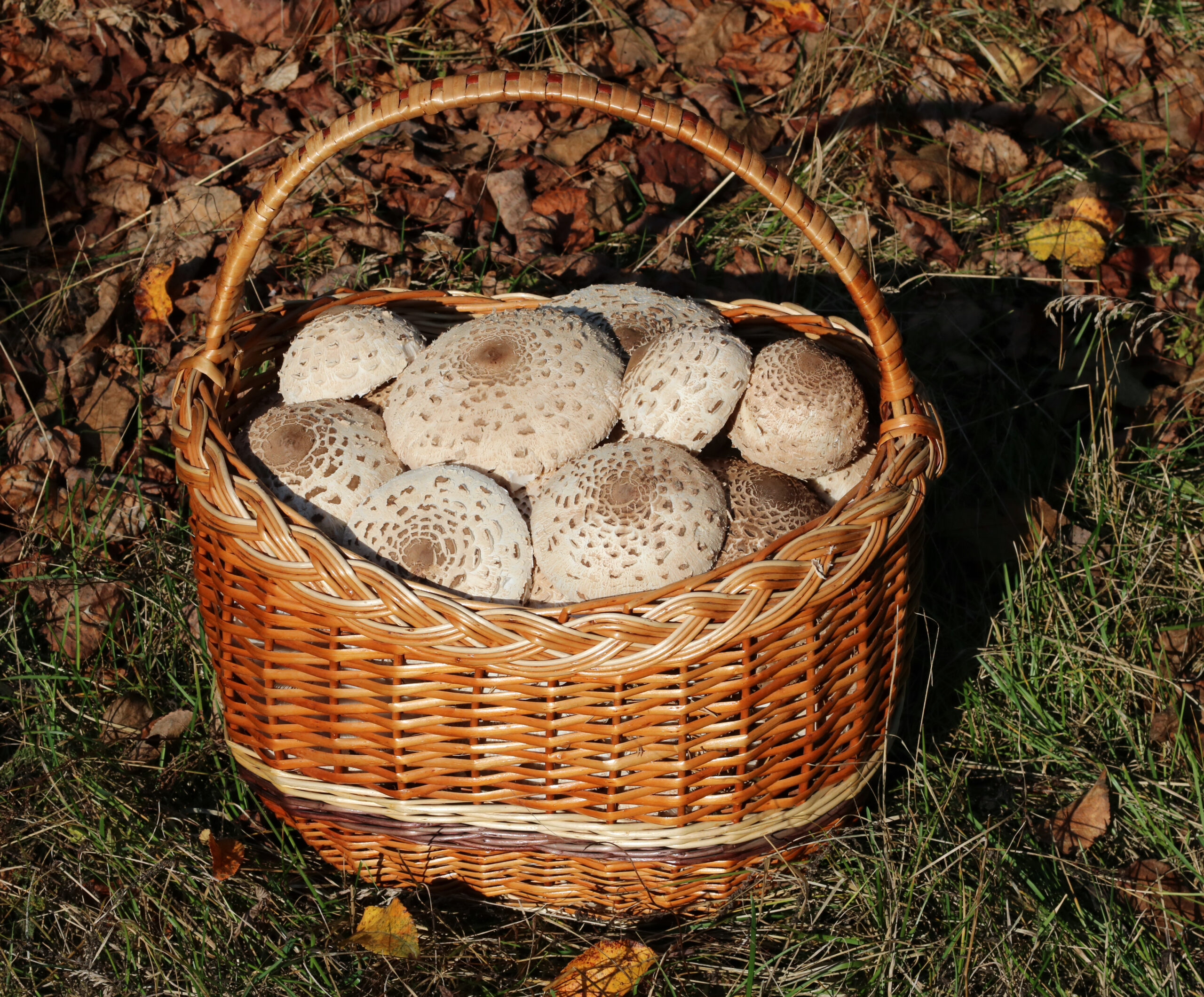Edible fungi in basket 2019 G2