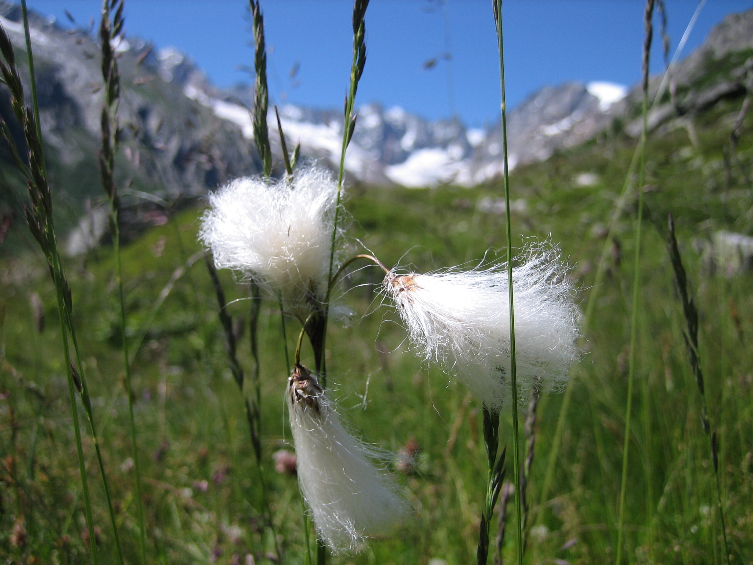 Eriophorum angustifolium 001