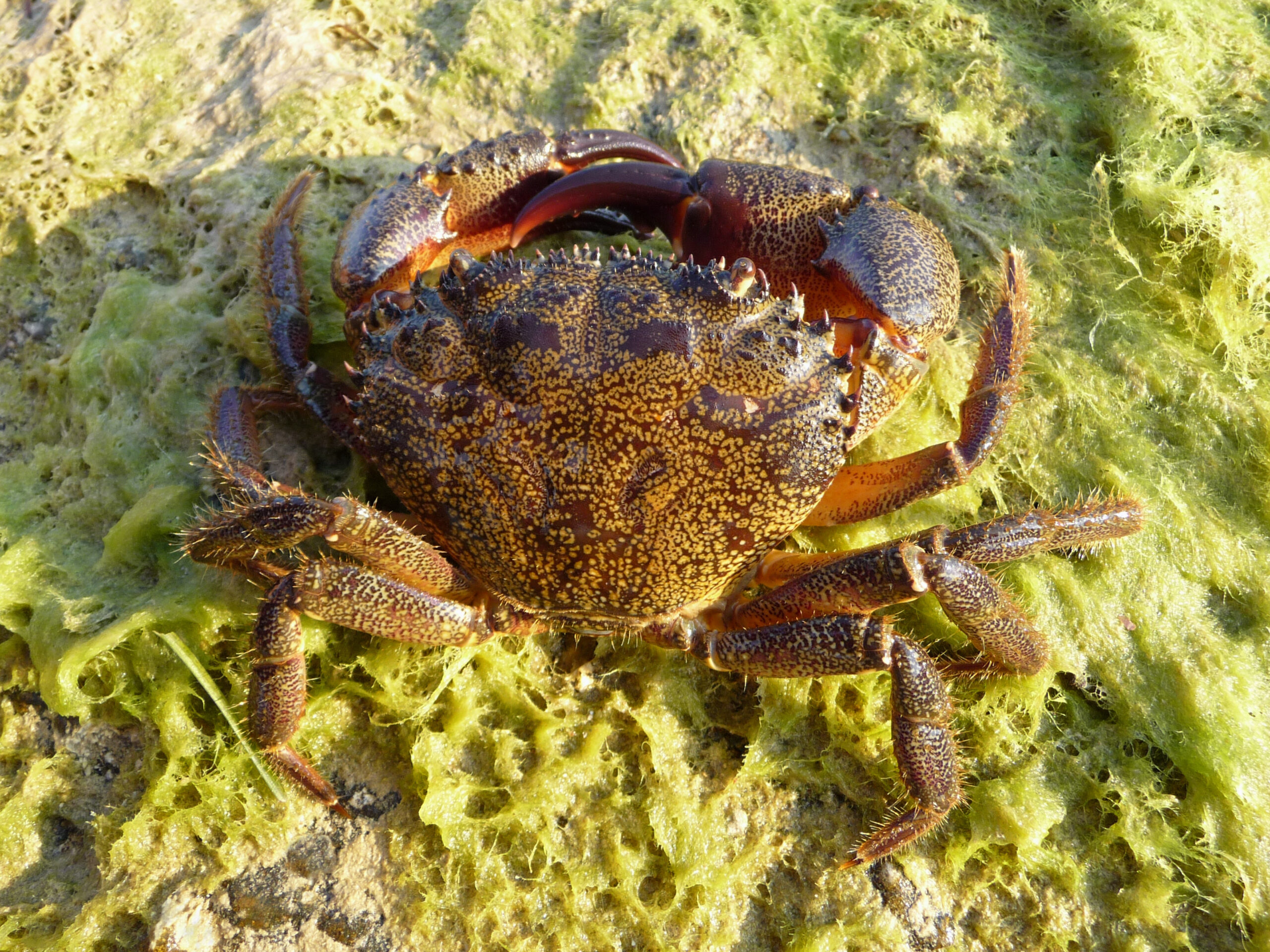 Eriphia verrucosa male 2009 G1