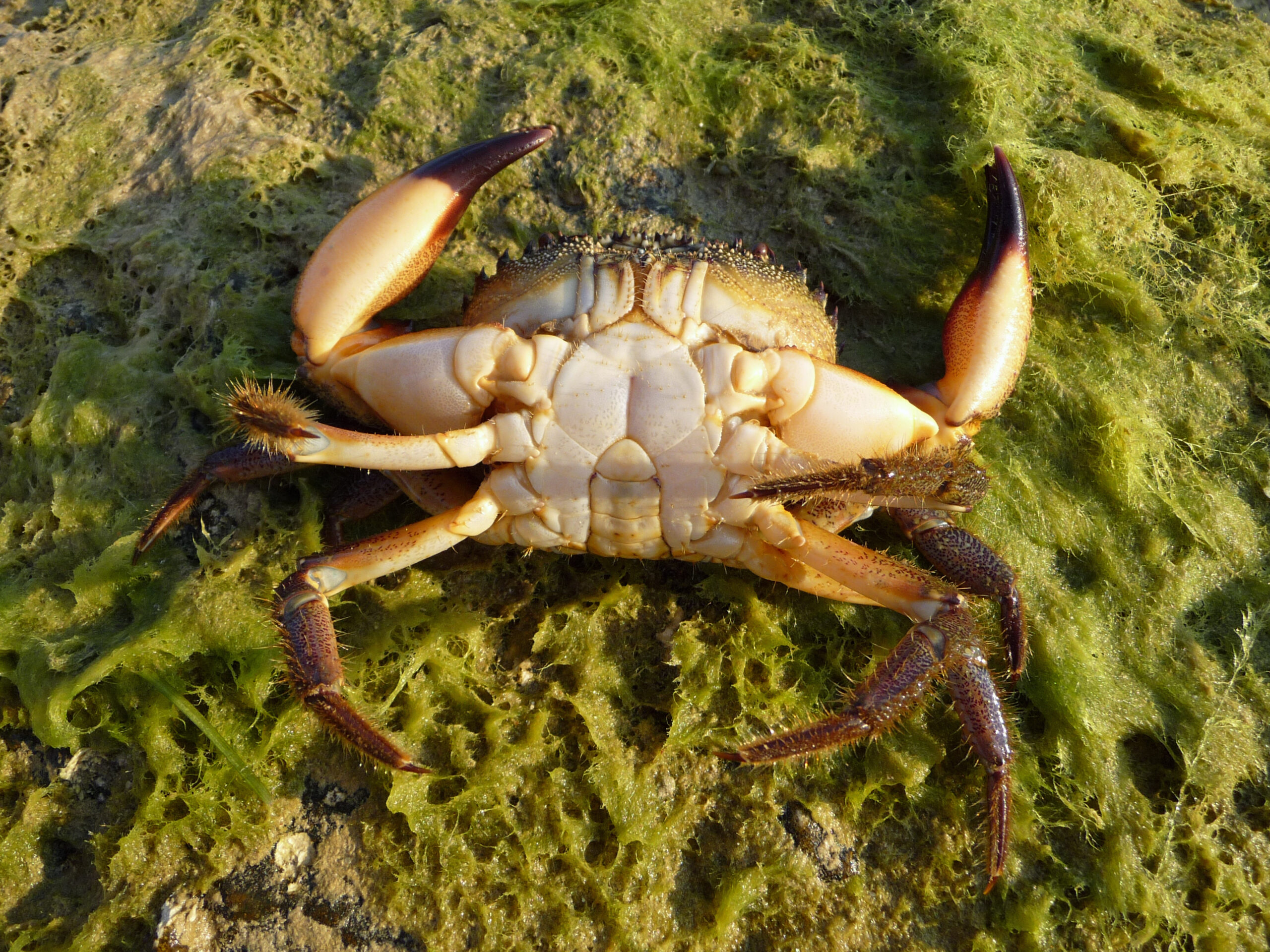 Eriphia verrucosa male 2009 G2