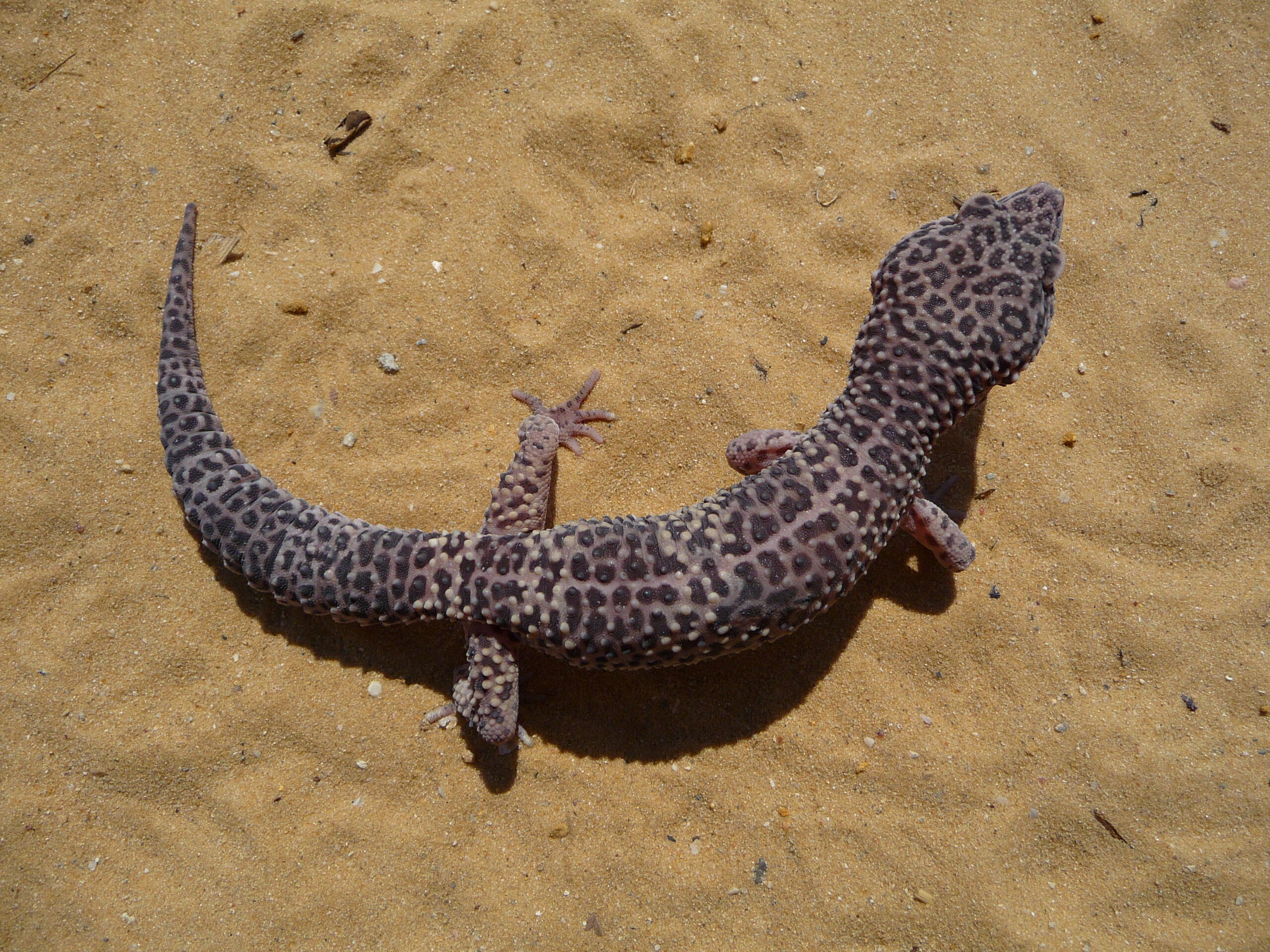 Eublepharis macularius 2009 G8