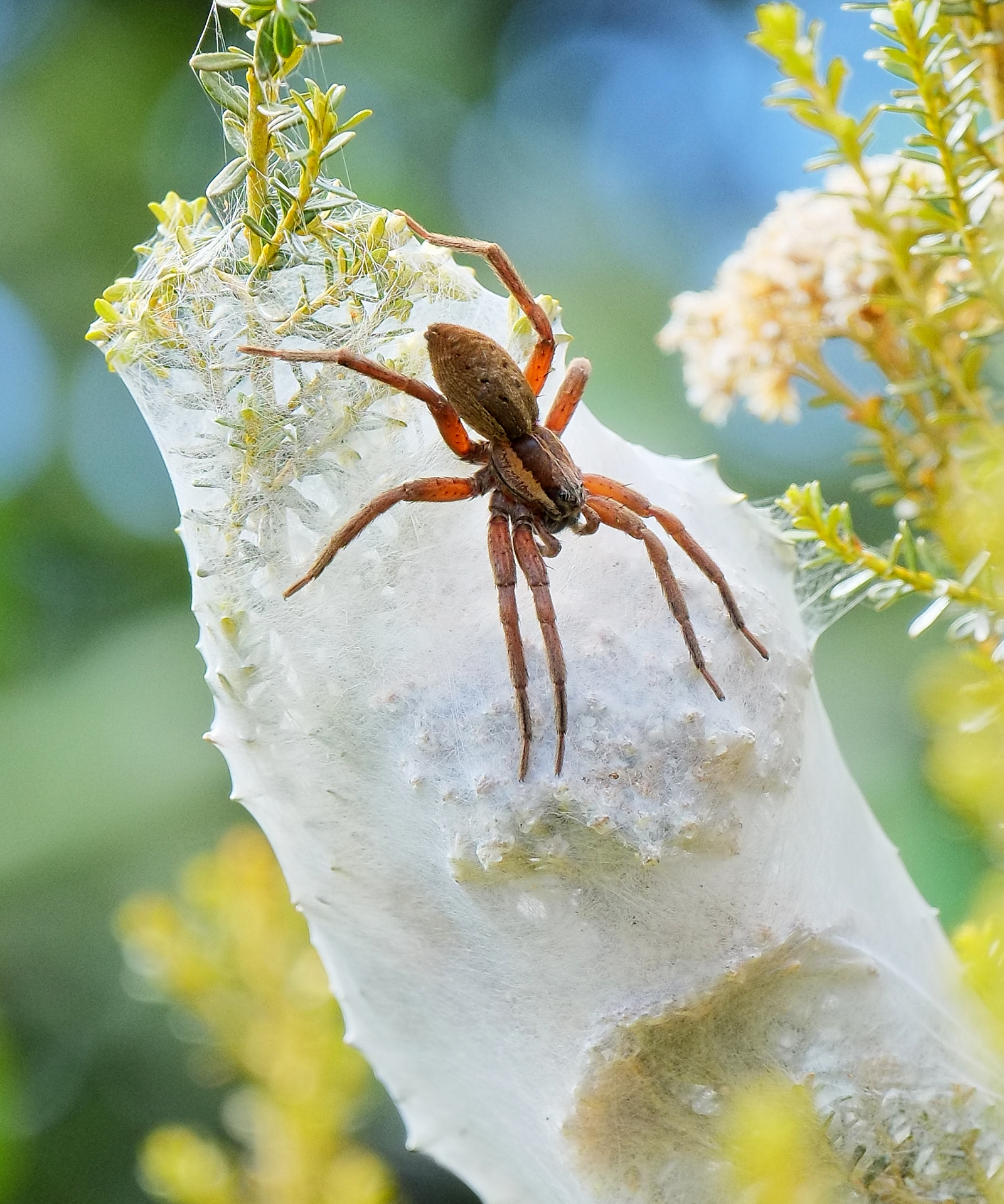 Female nursery web spider guarding nursery web and egg sac