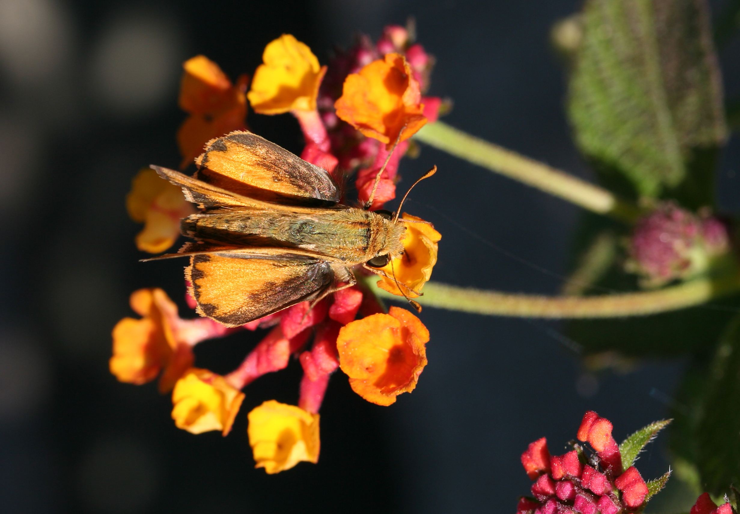 Fiery Skipper