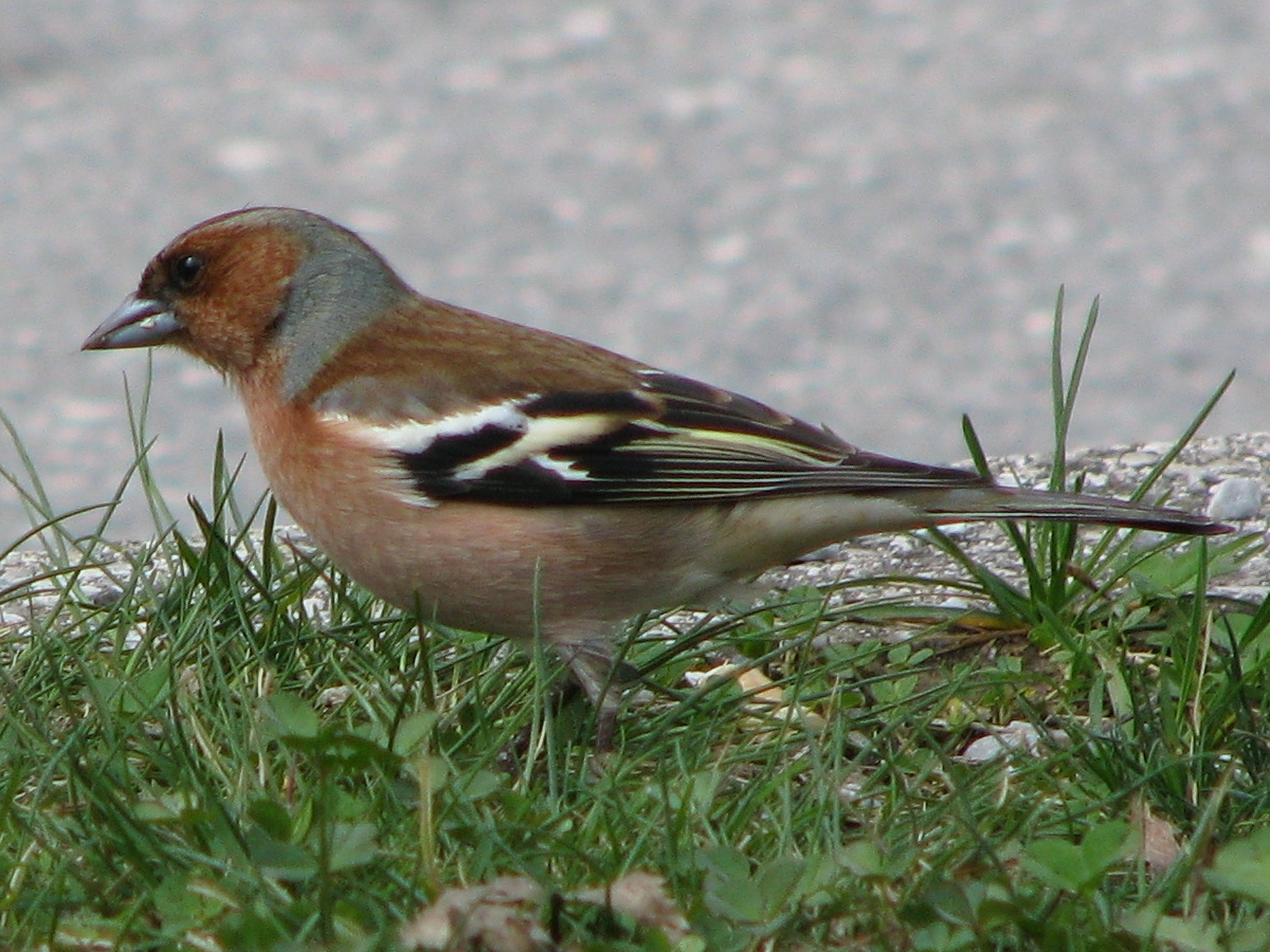 Fringilla coelebs male IMG 8369