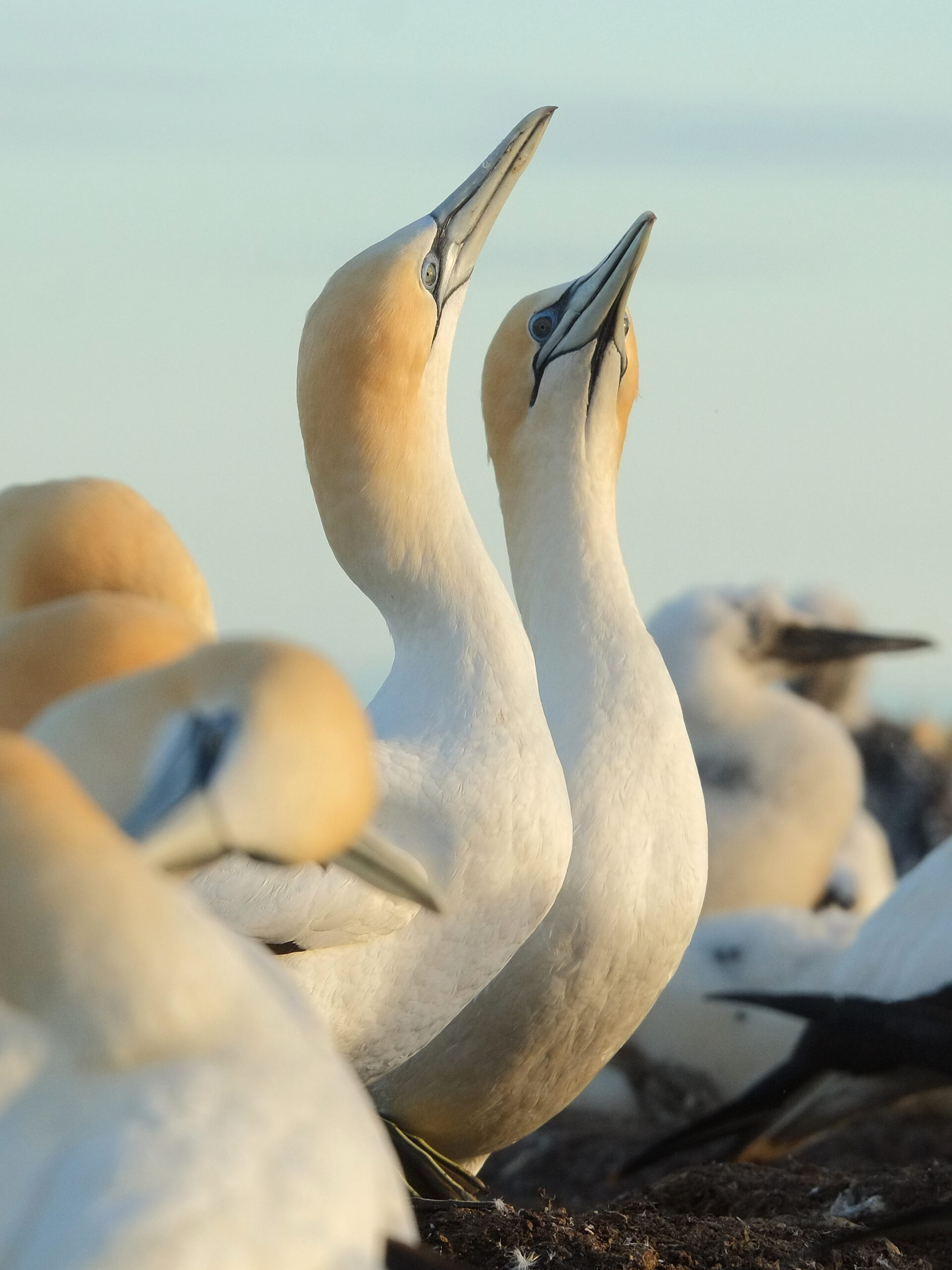 Gannet pair raising necks in unison in morning light