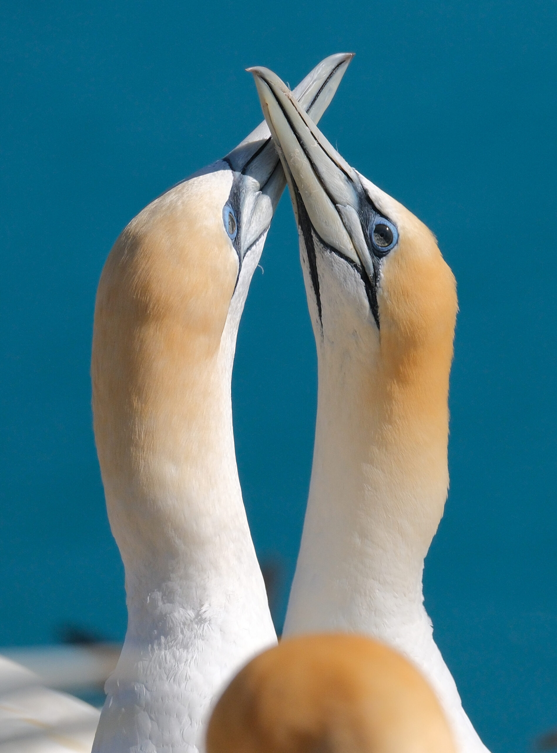 Gannets greeting each other with crossed beaks close-up