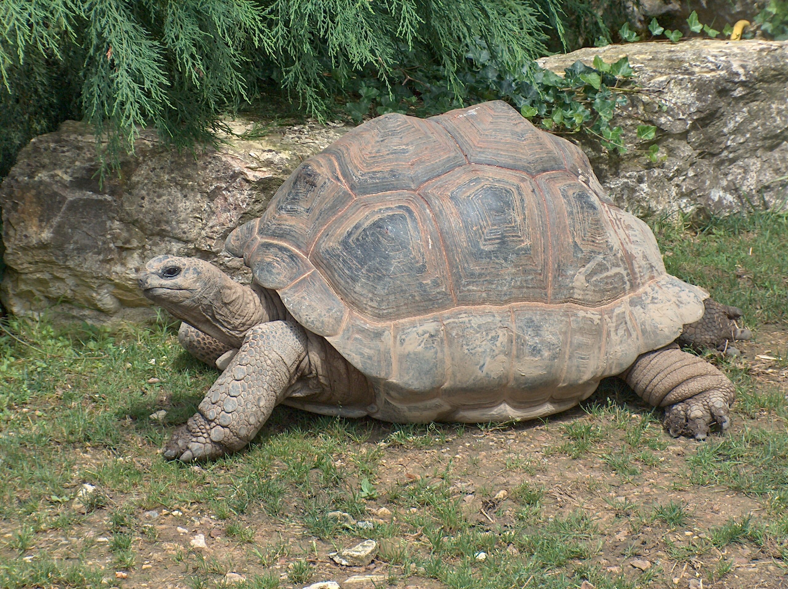 Giant Tortoise