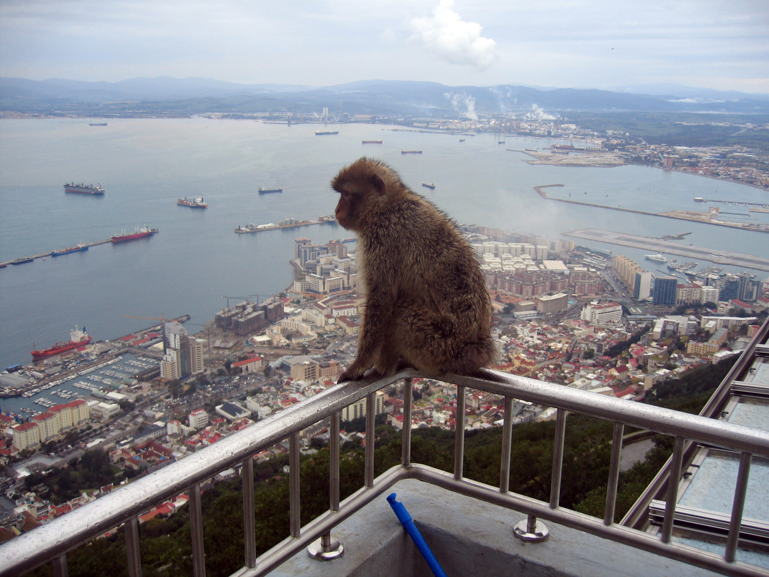 Gibraltar Barbary Macaques