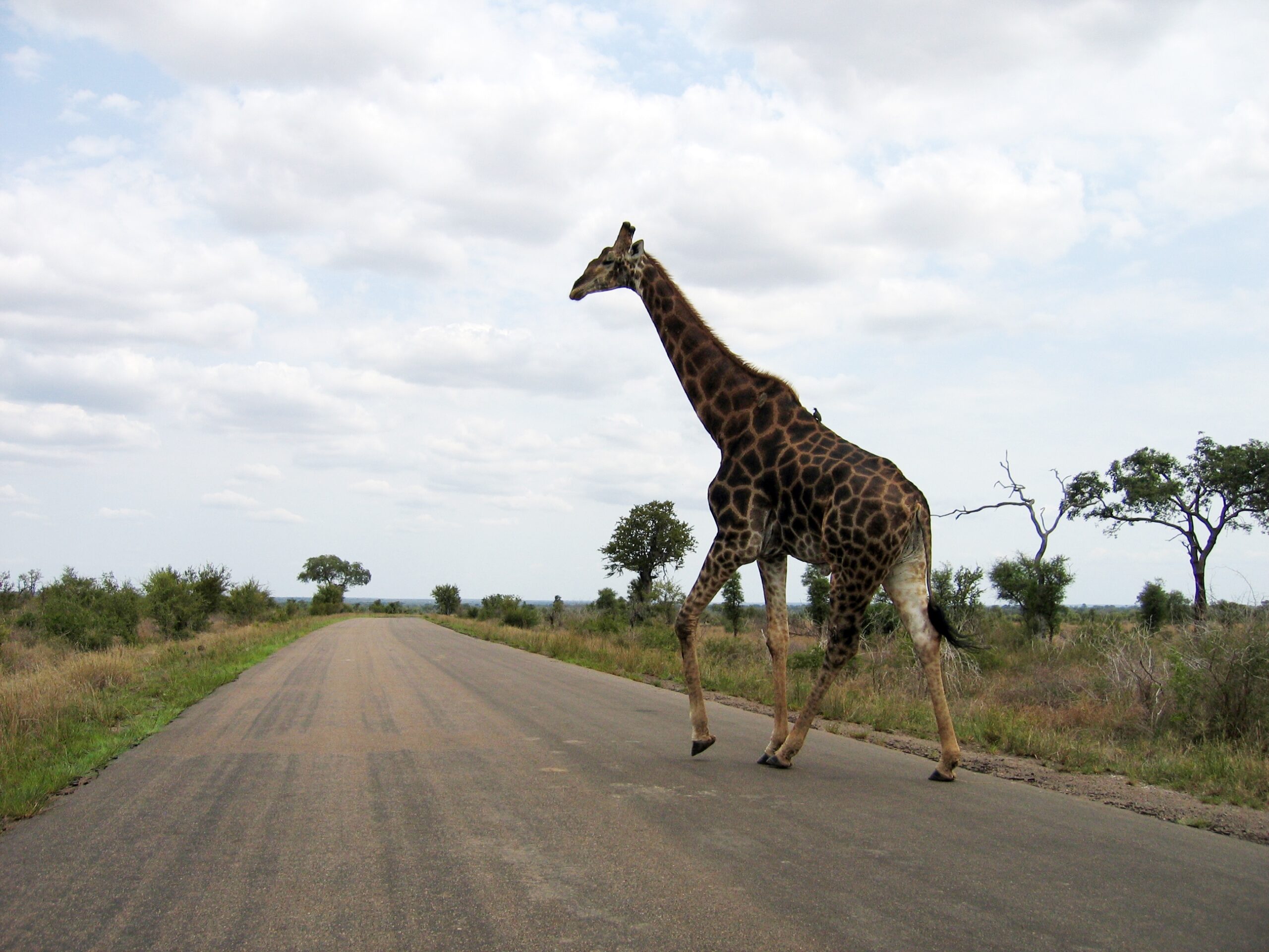 Giraffe crossing the road in Kruger National Park