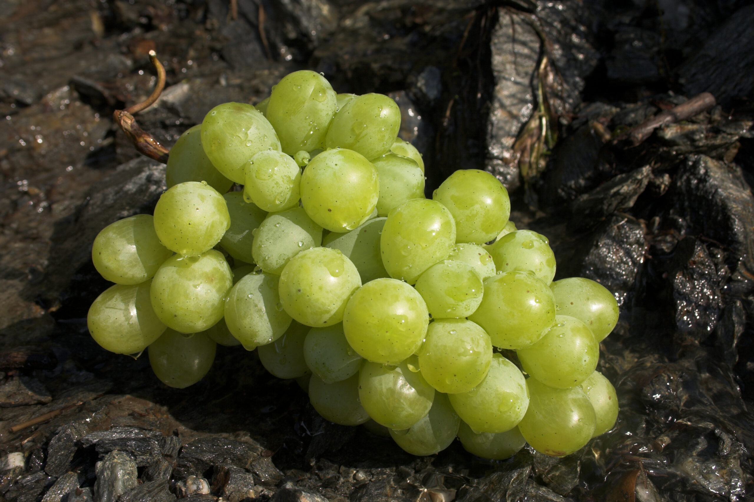 Green Grape 3