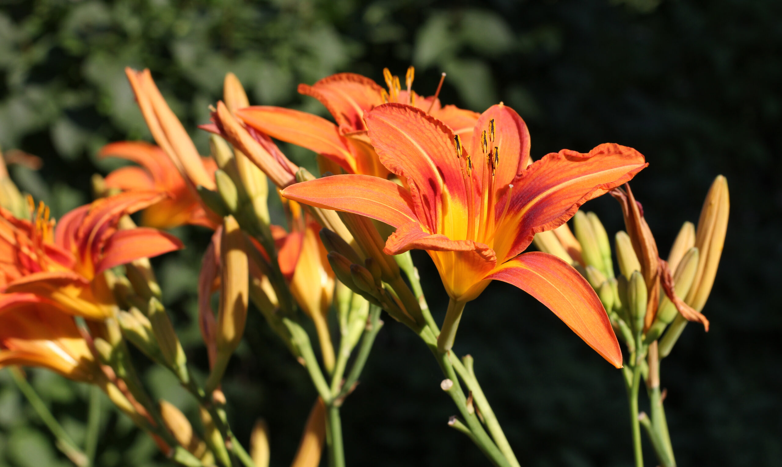 Hemerocallis fulva 2012 G2