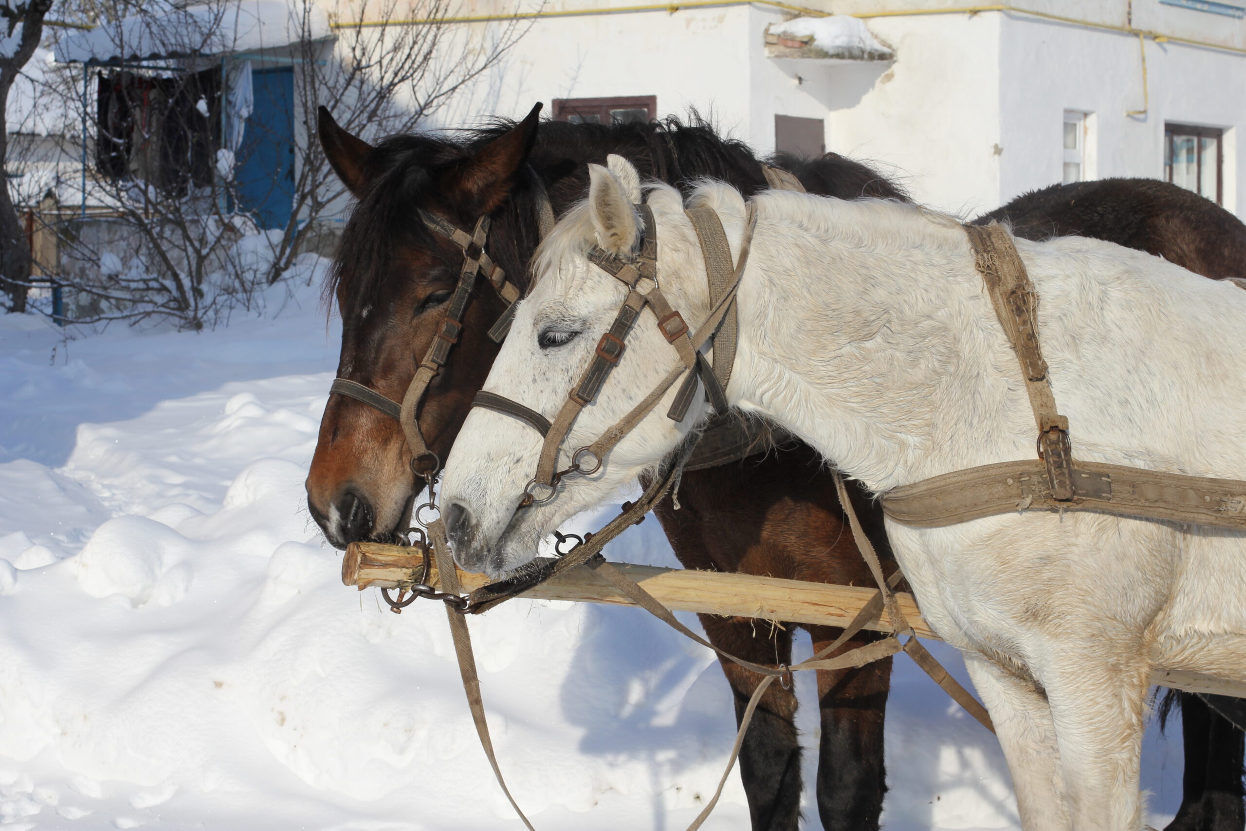 Horses closeup 2012 G2