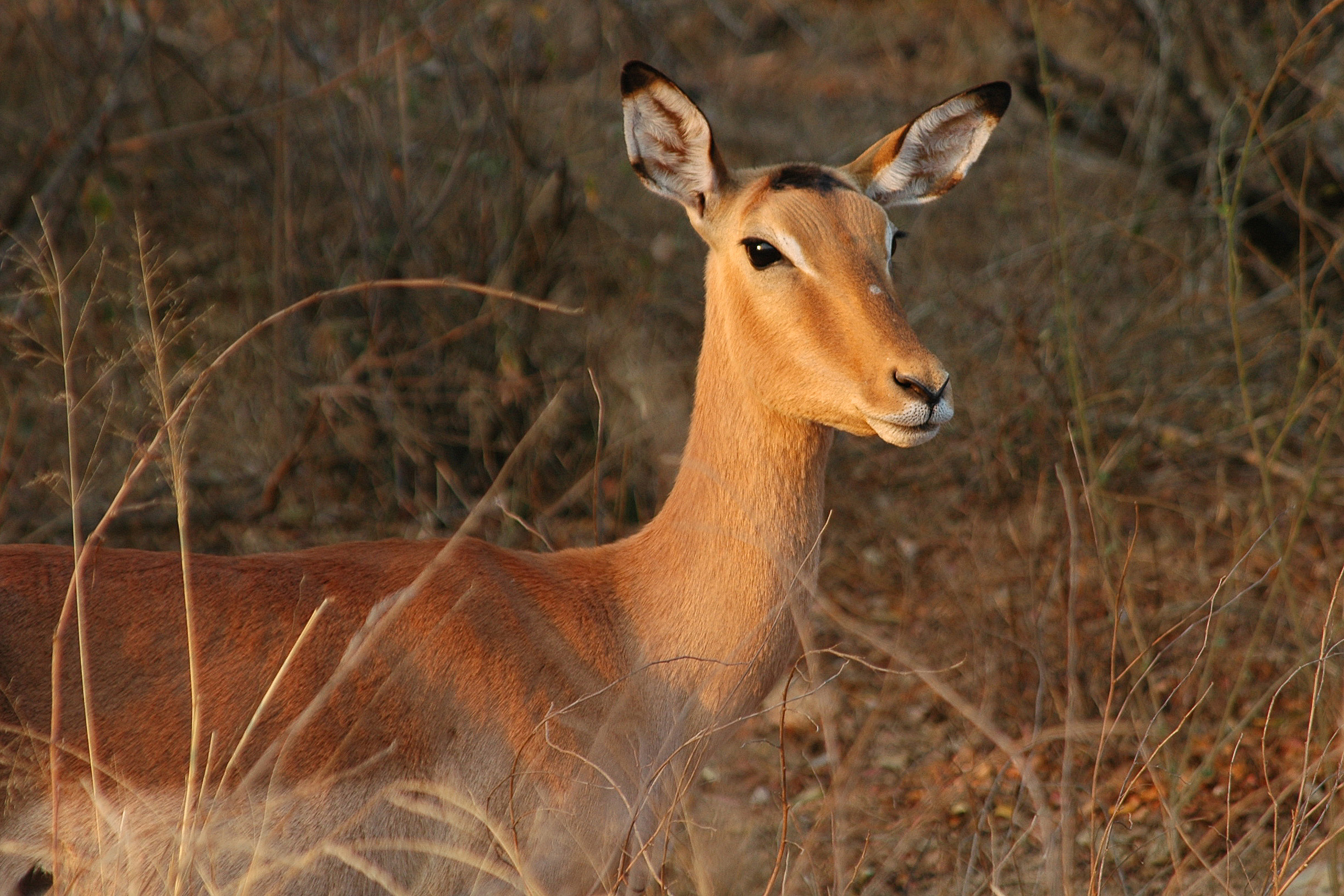 Impala Krugerpark 002