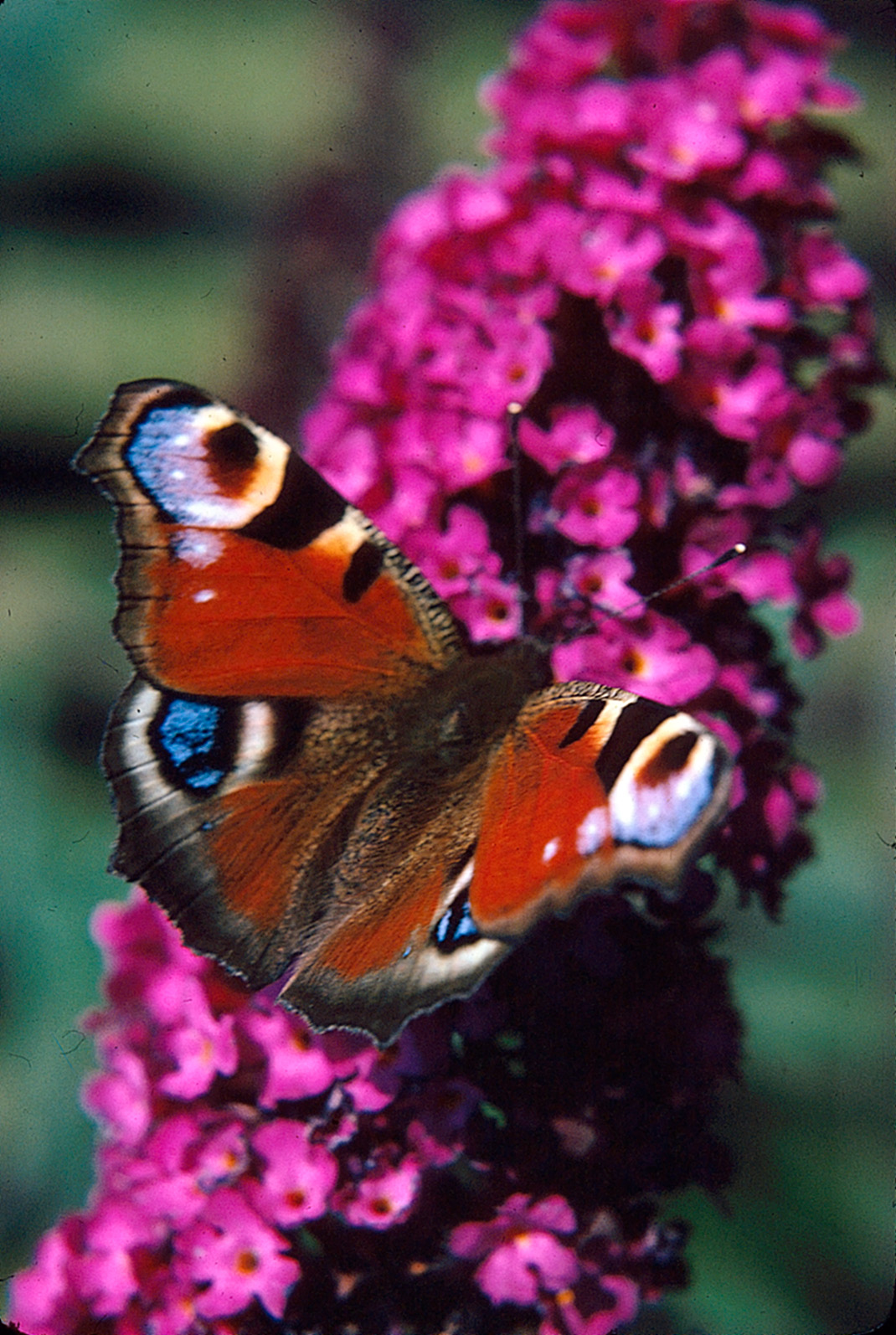Inachis io on Buddleja