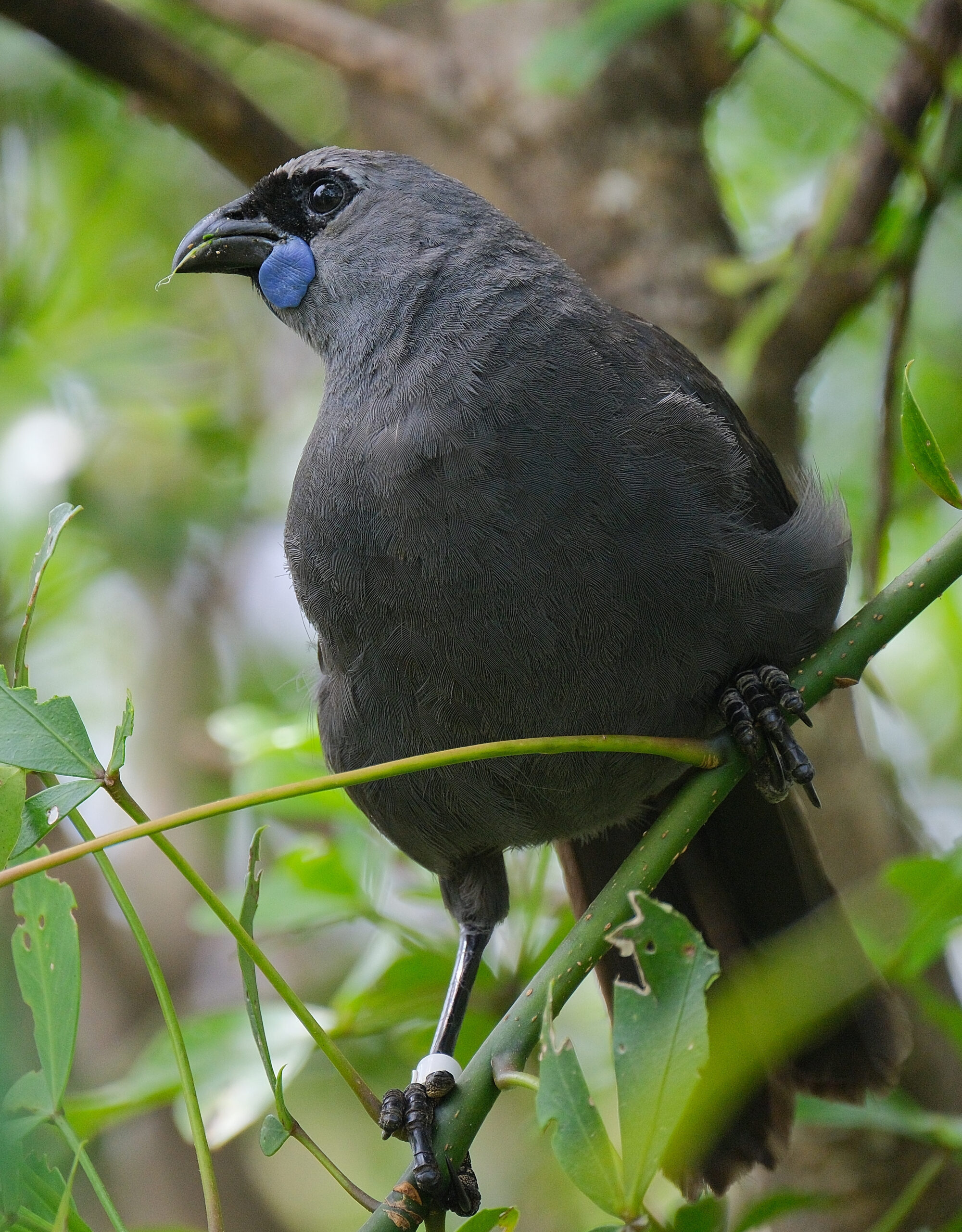 Kokako sitting on a branch (Tiritiri Matangi)