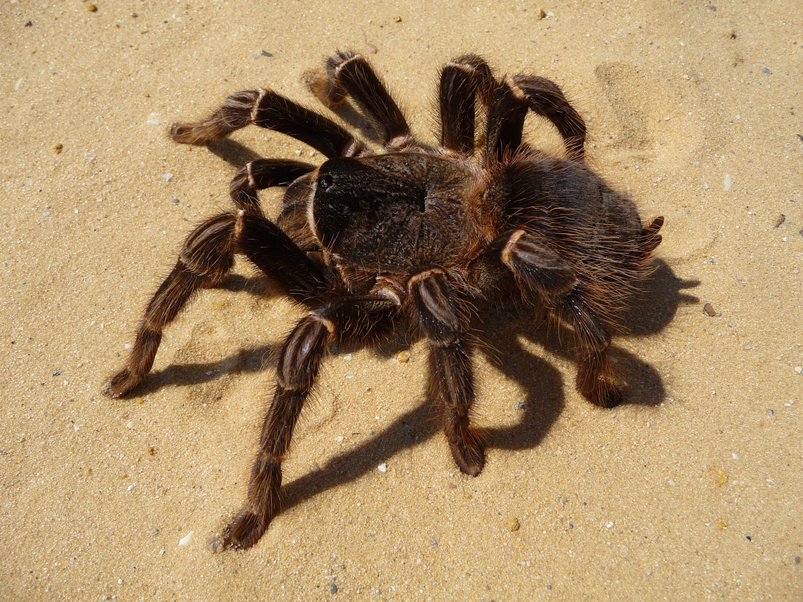 Lasiodora parahybana 2009 G03