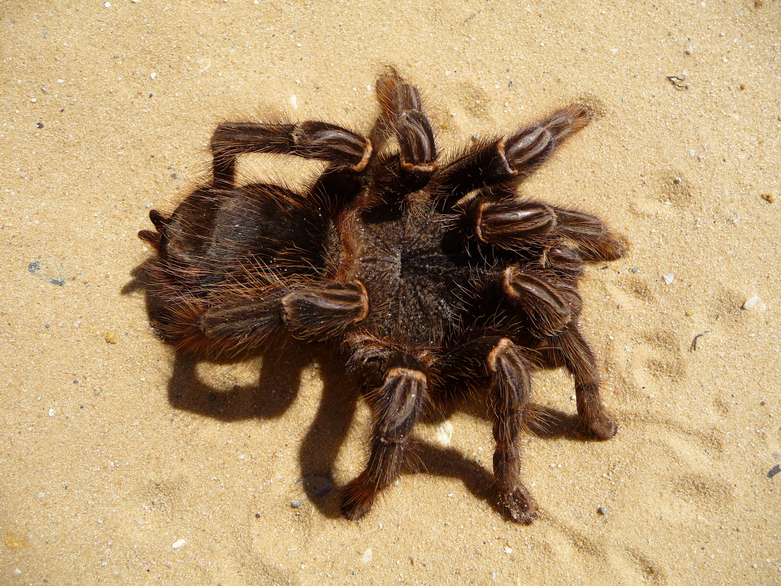 Lasiodora parahybana 2009 G07