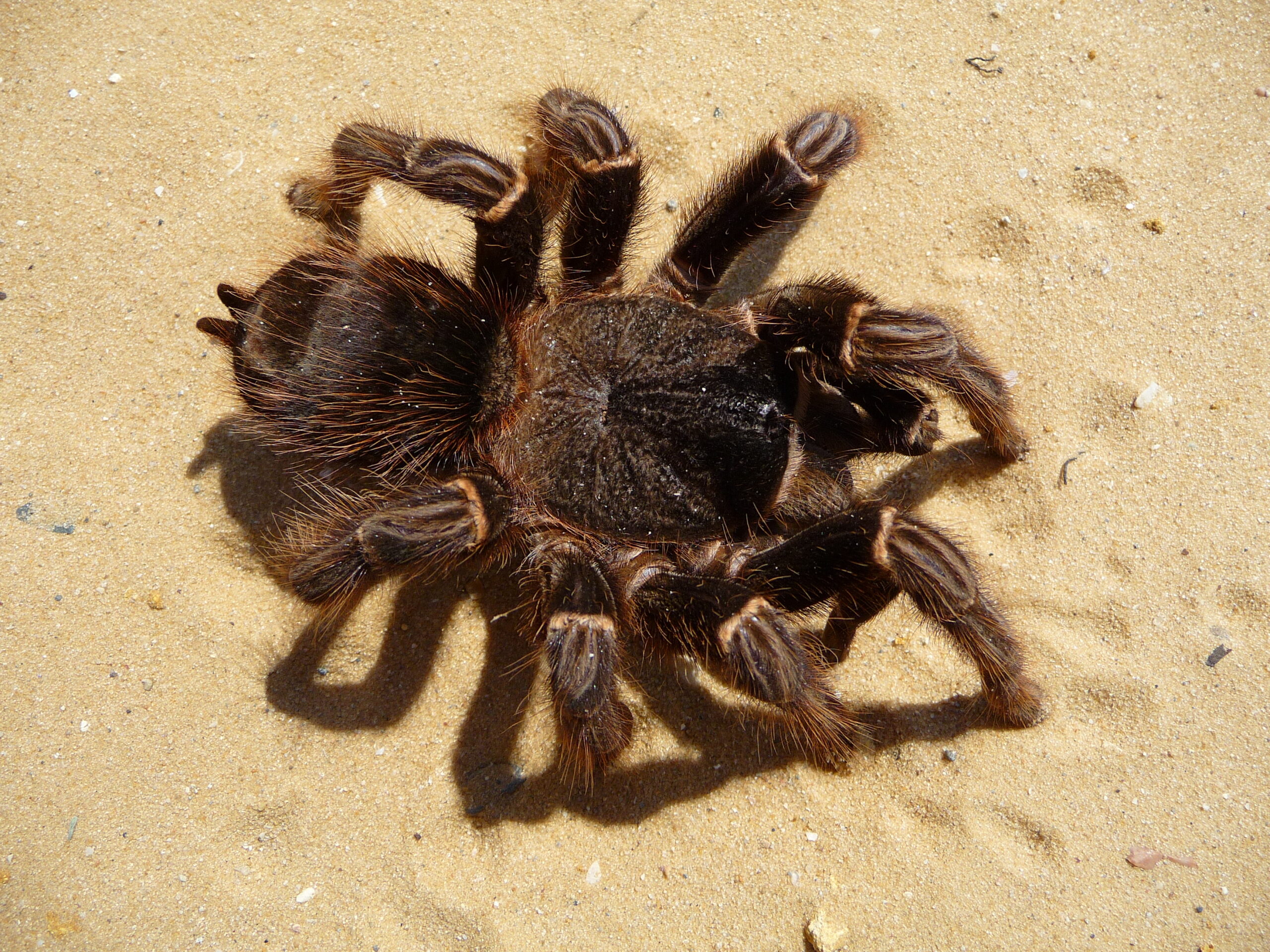 Lasiodora parahybana 2009 G09