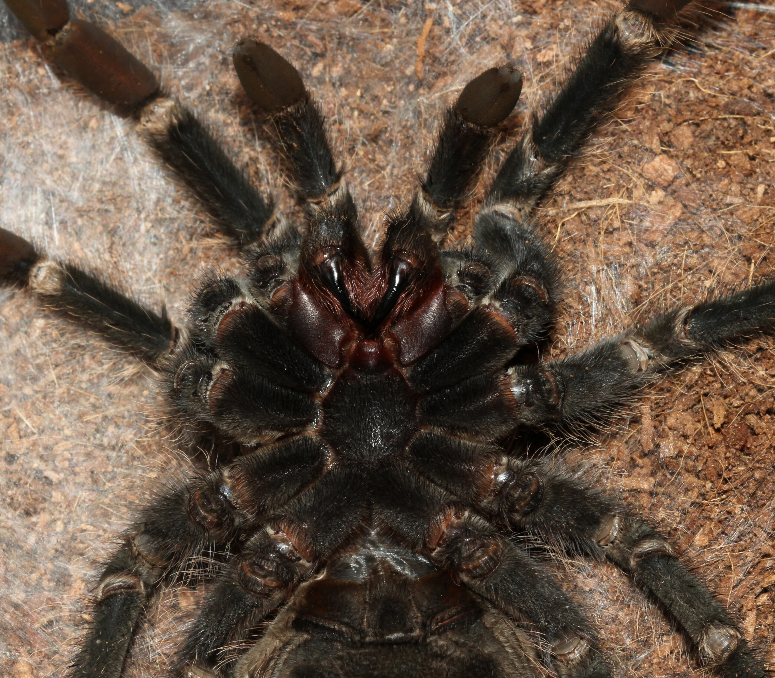 Lasiodora parahybana 2016 G1