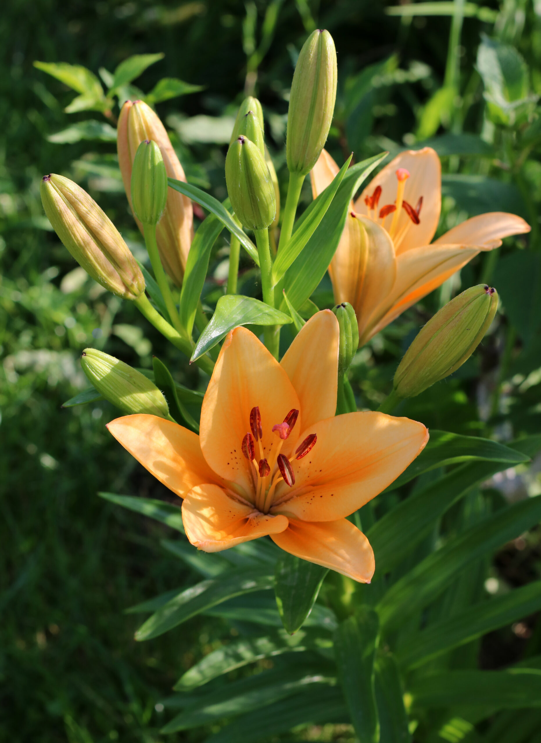 Lilium cultivar 2016 G1