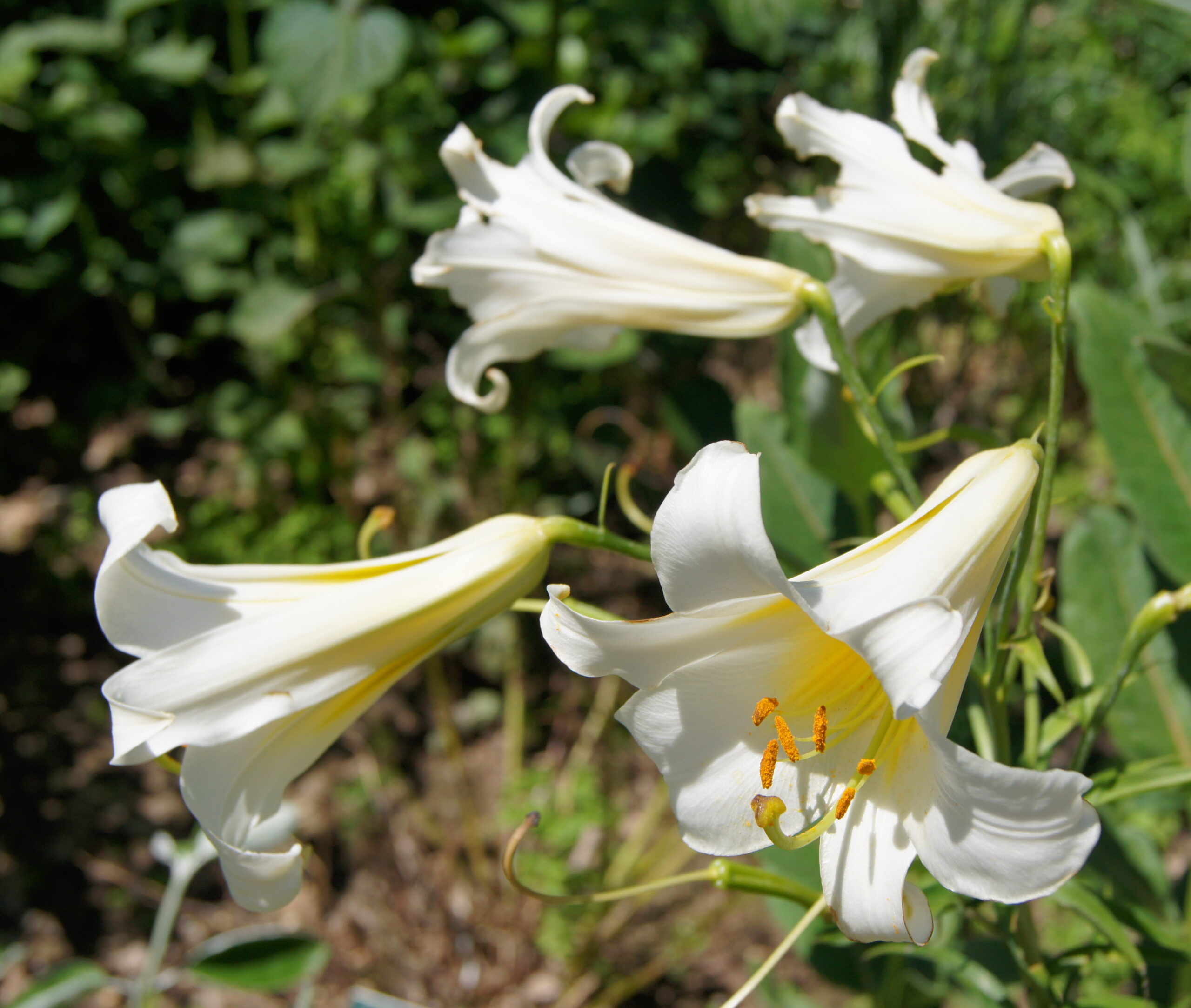 Lilium regale 'Album', Parc Floral de Paris, France - 20100704