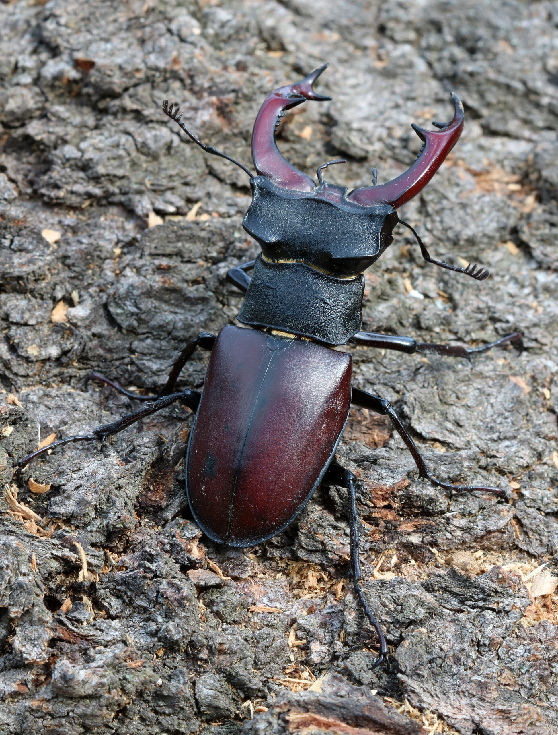 Lucanus cervus male 2017 G1