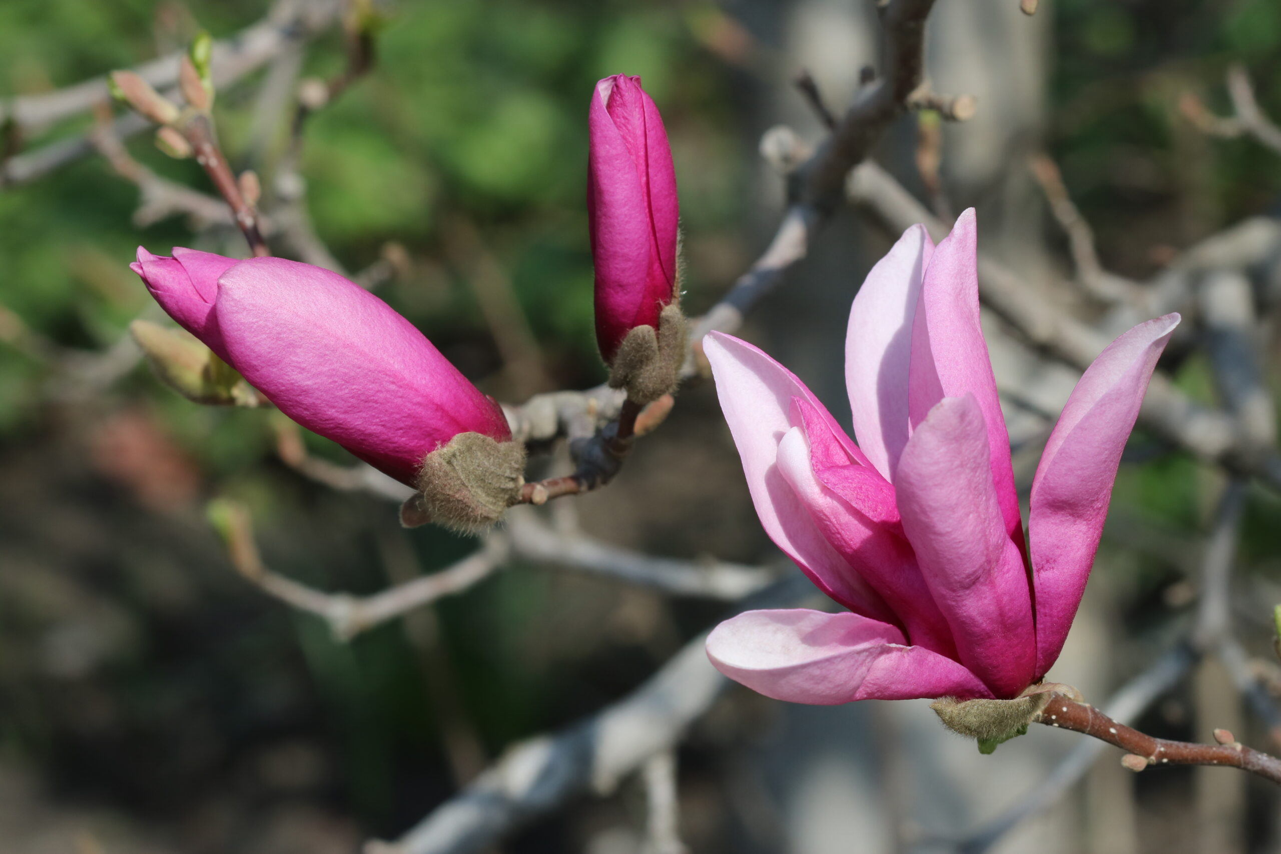 Magnolia liliiflora 2018 G2