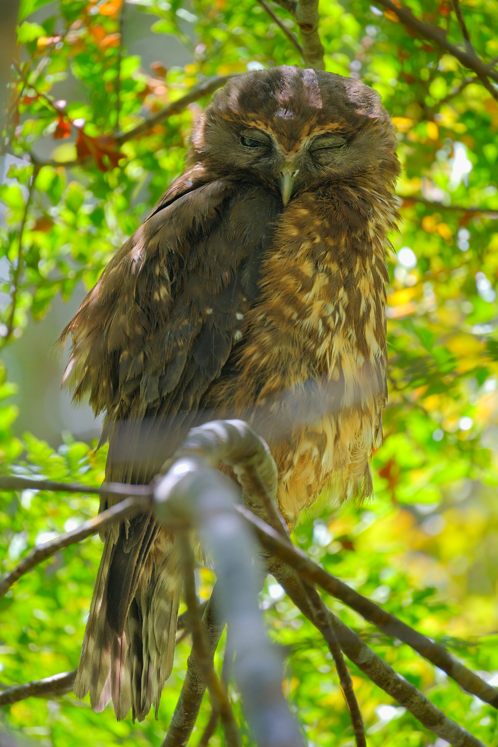 Morepork (ruru) sitting on a branch, half asleep (Tawharanui Open Sanctuary)