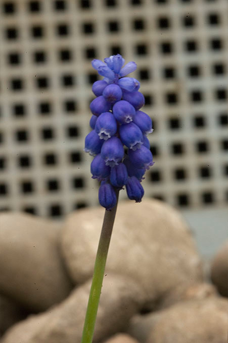 Muscari armeniacum -001