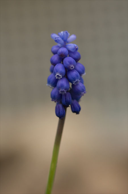 Muscari armeniacum -002
