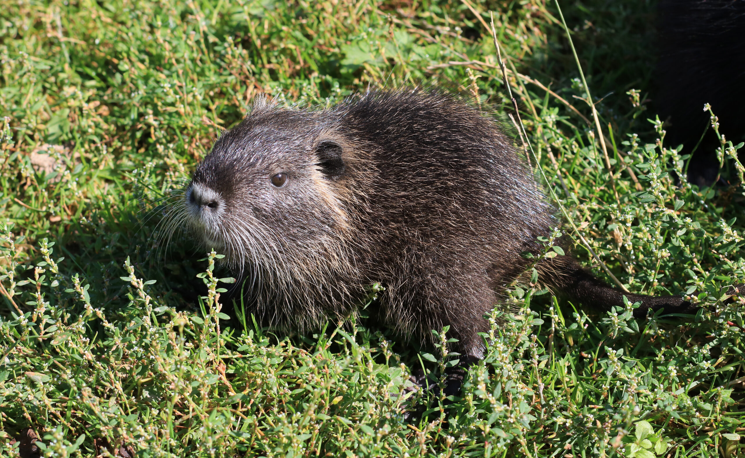 Myocastor coypus 2016 G1