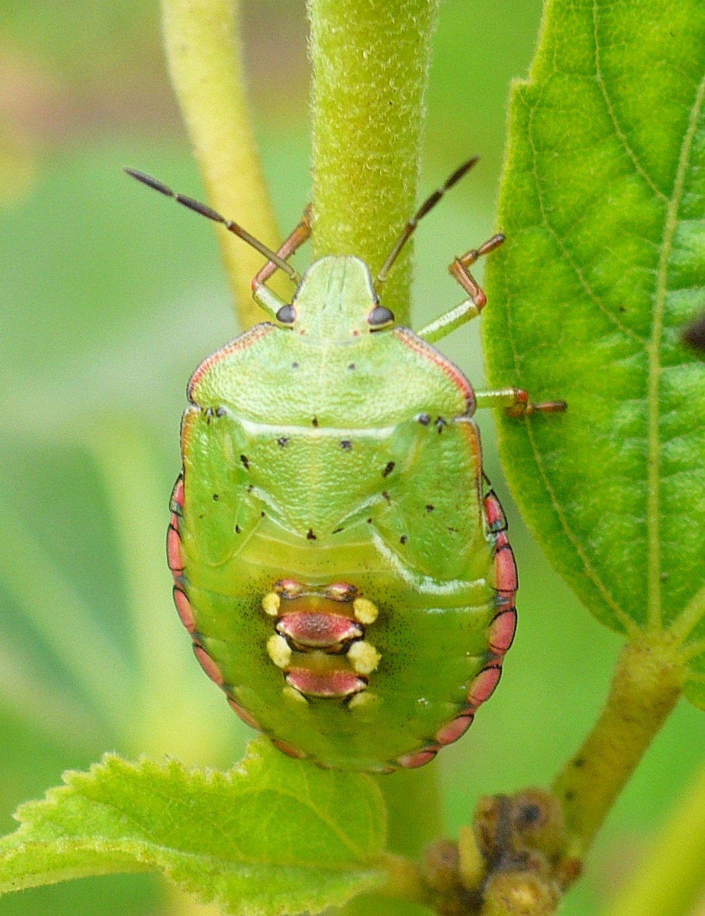 Nezara viridula juv. syp1