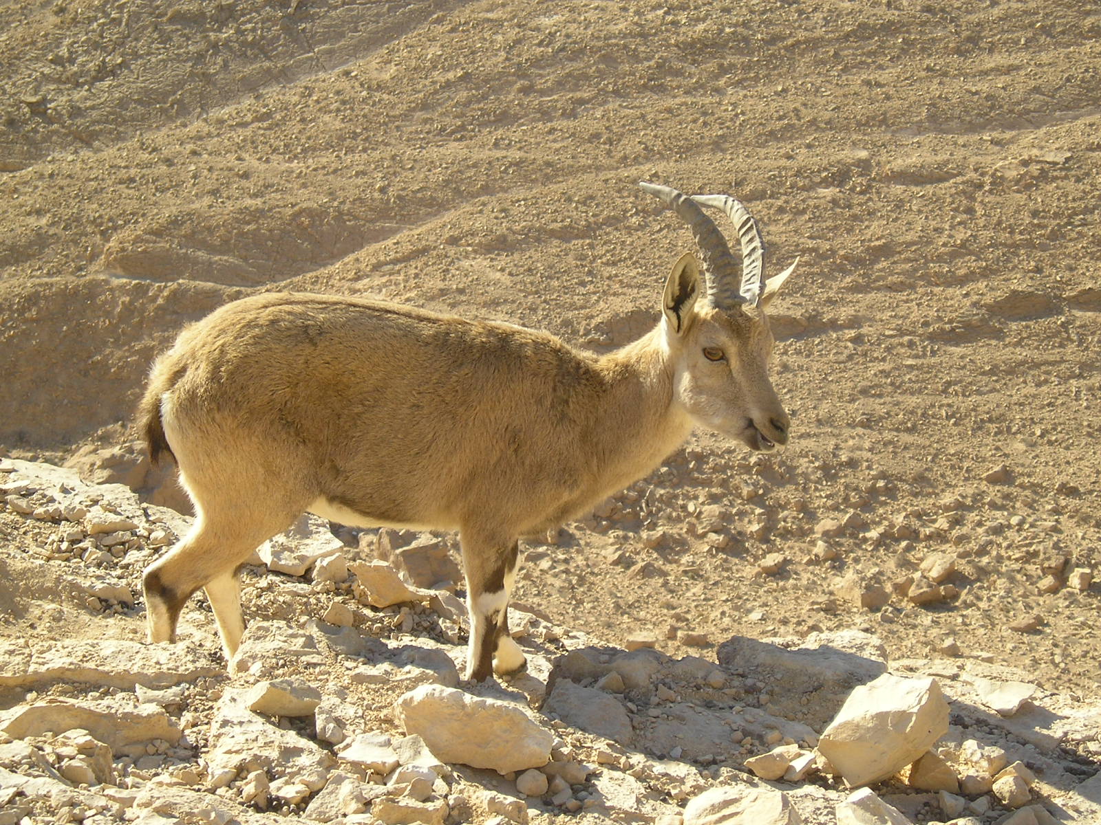 Nubian Ibex in Negev 6