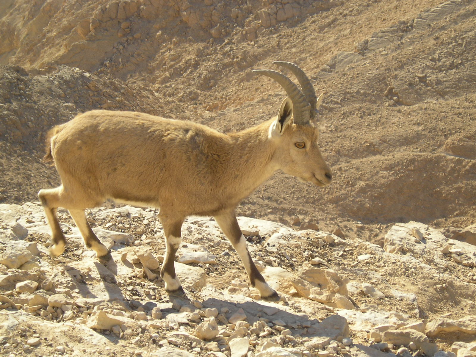 Nubian Ibex in Negev 7