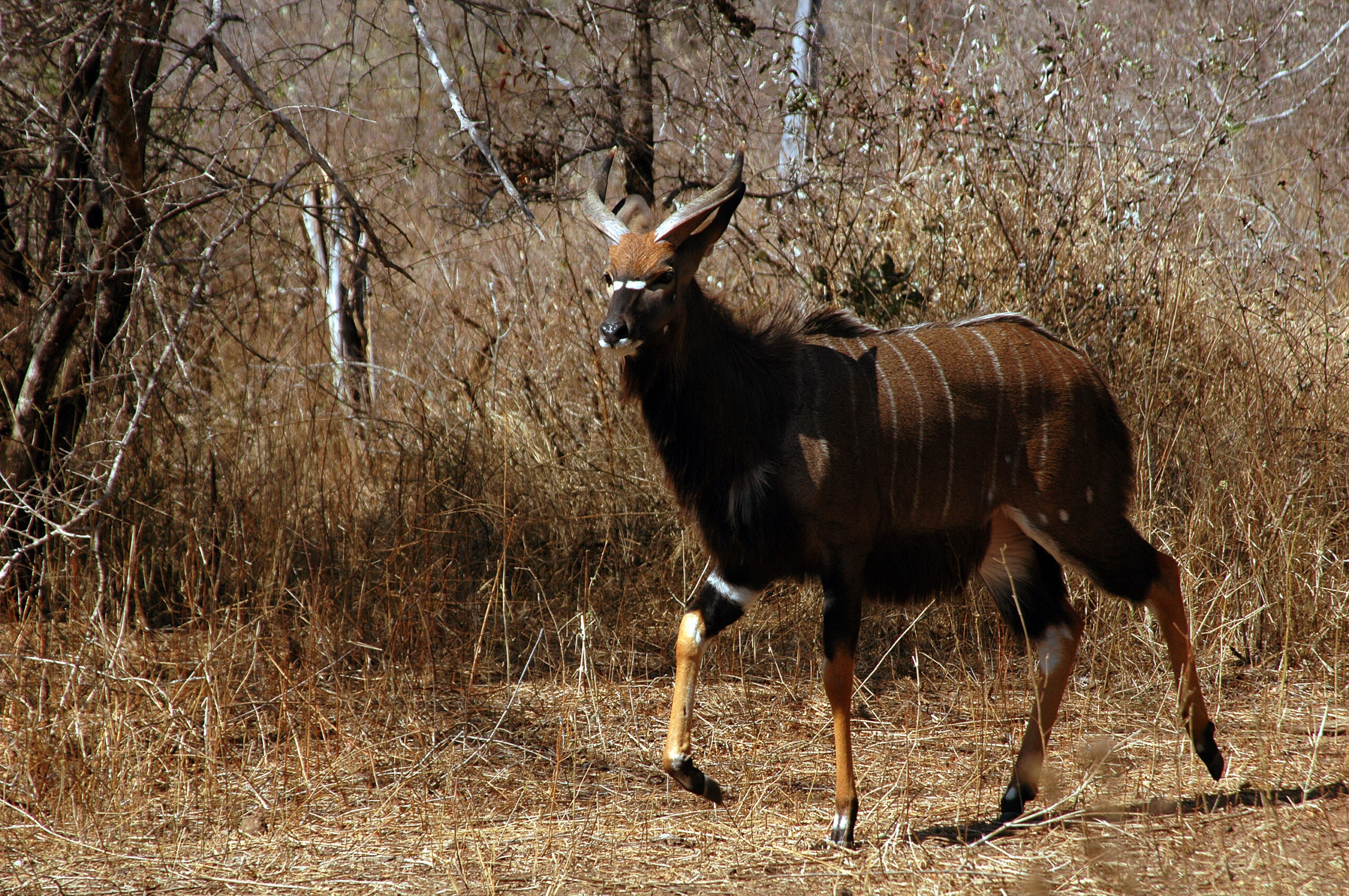 Nyala in Krugerpark 003