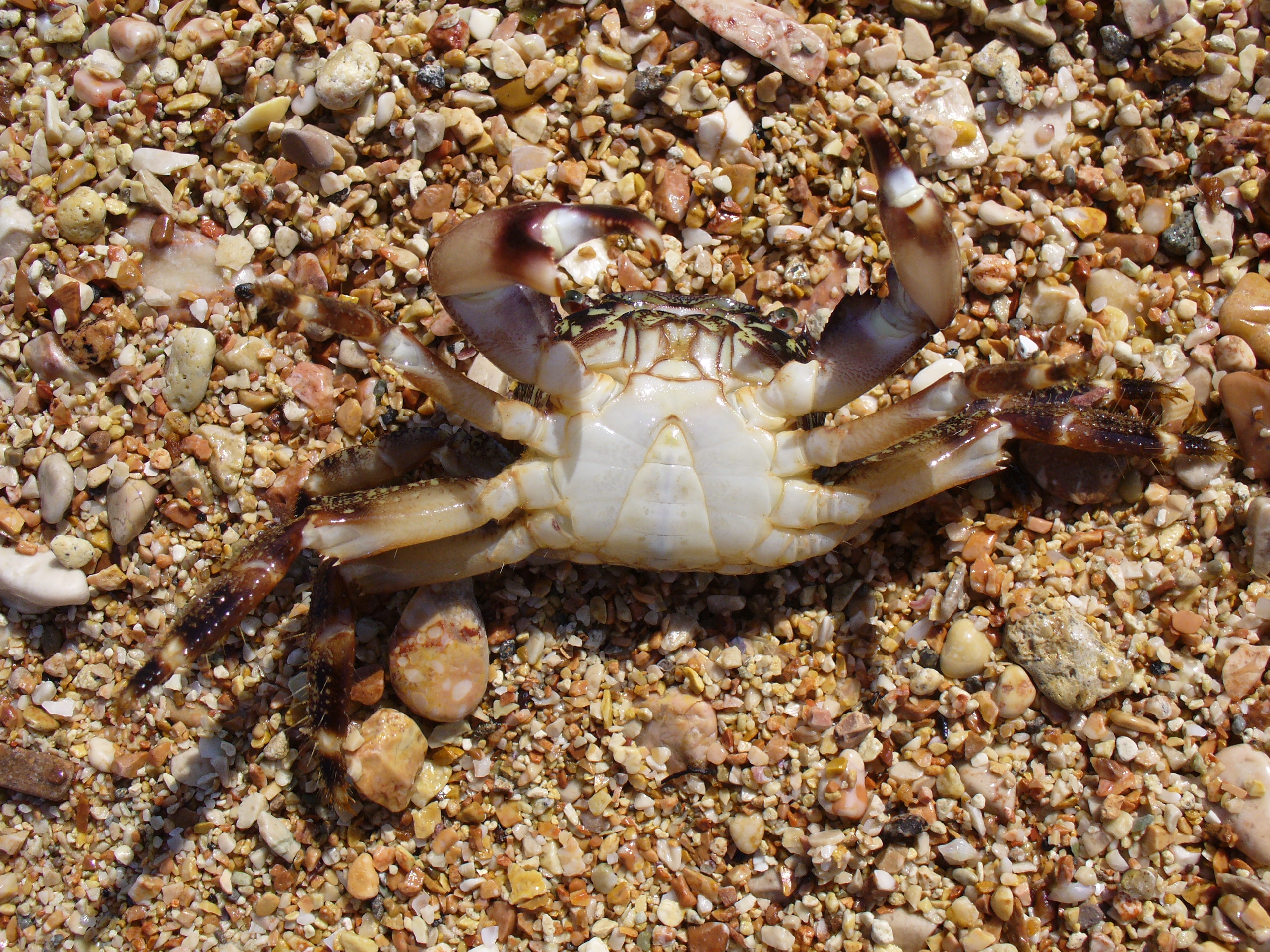 Pachygrapsus marmoratus 2008 G2